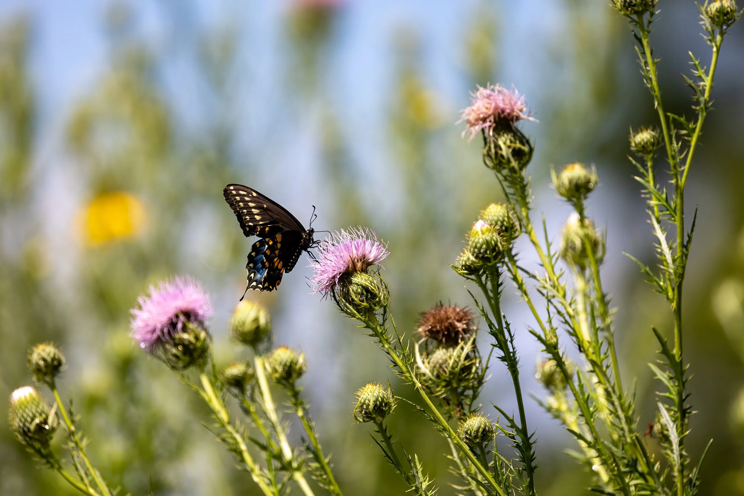 Black Swallowtail on field thistle.jpeg