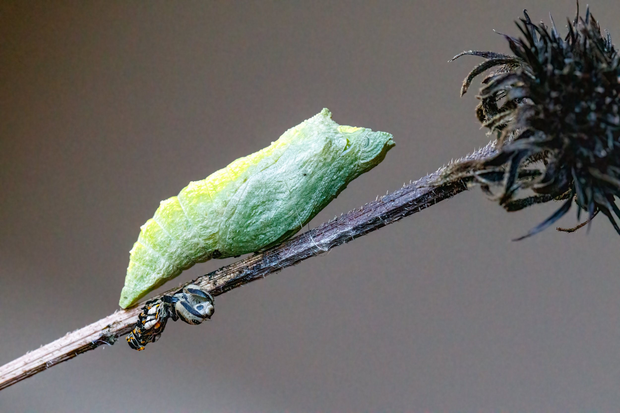 Black Swallowtail Chrysalis.jpeg