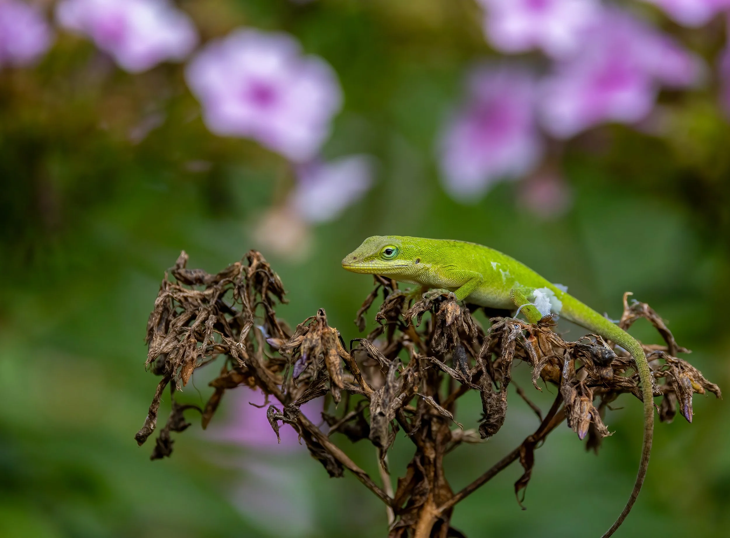 Green Anole awaiting prey on phlox.jpeg