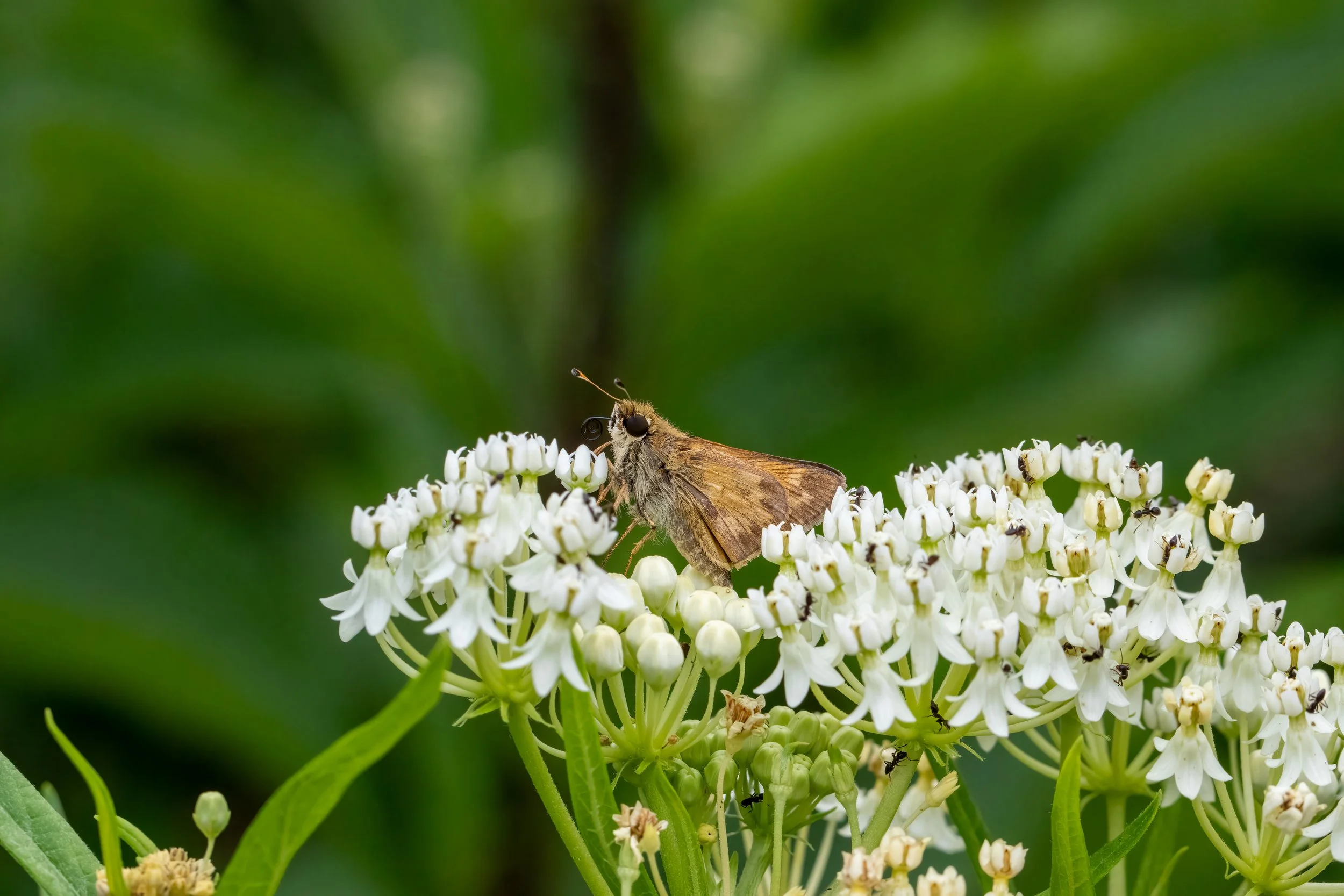 Huron Sachem and ants on milkweed .jpeg