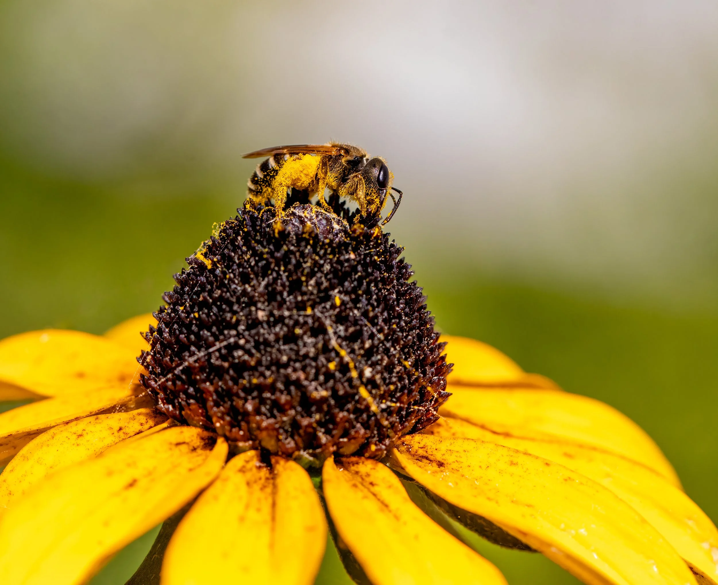 Ligated Furrow Bee on Orange Coneflower.jpeg