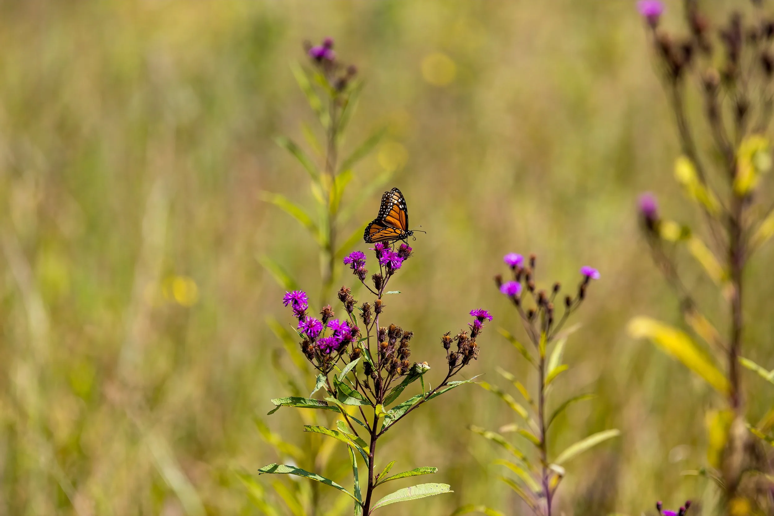 Monarch on Ironweed.jpeg