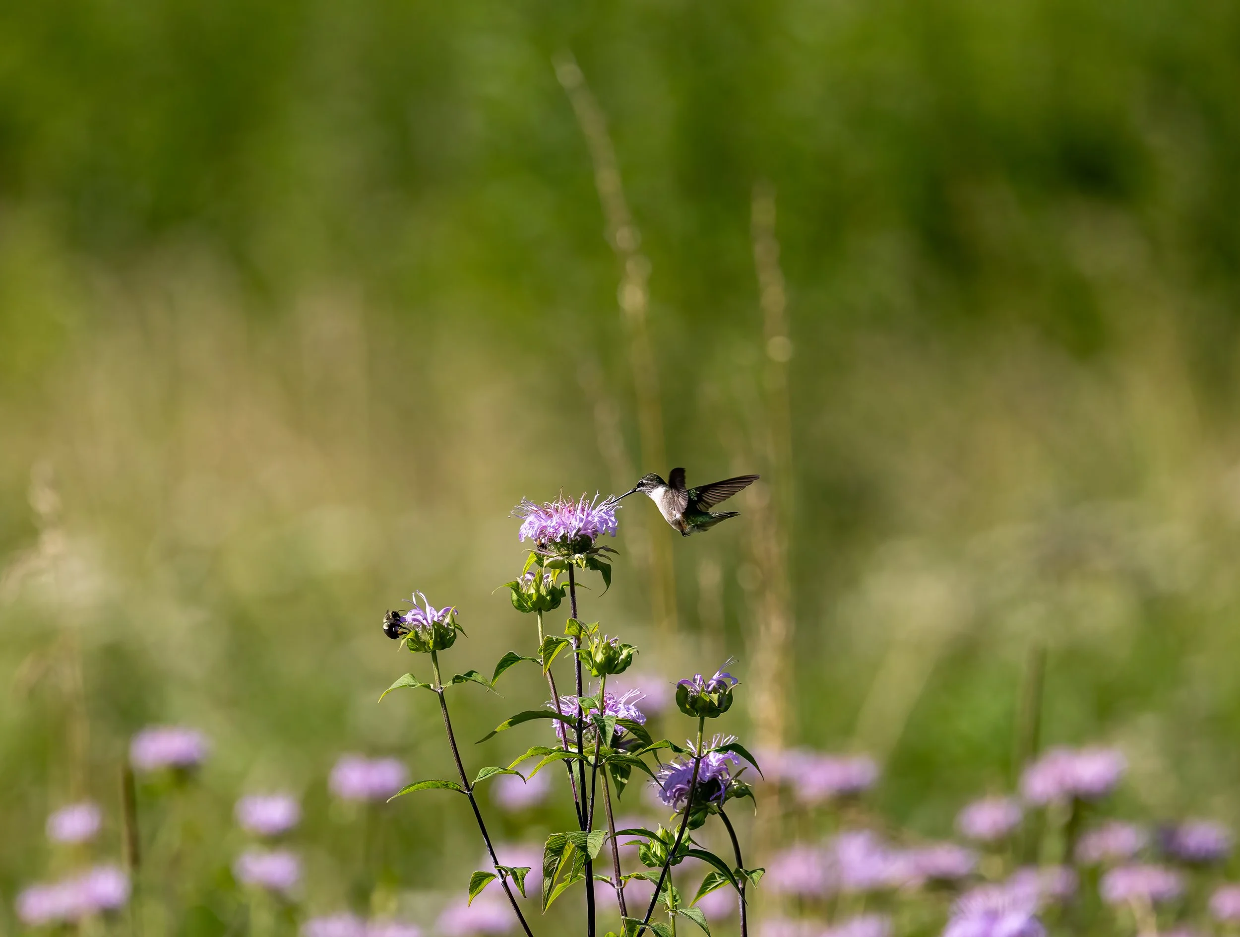 Pollinators on Wild Bergamot.jpeg
