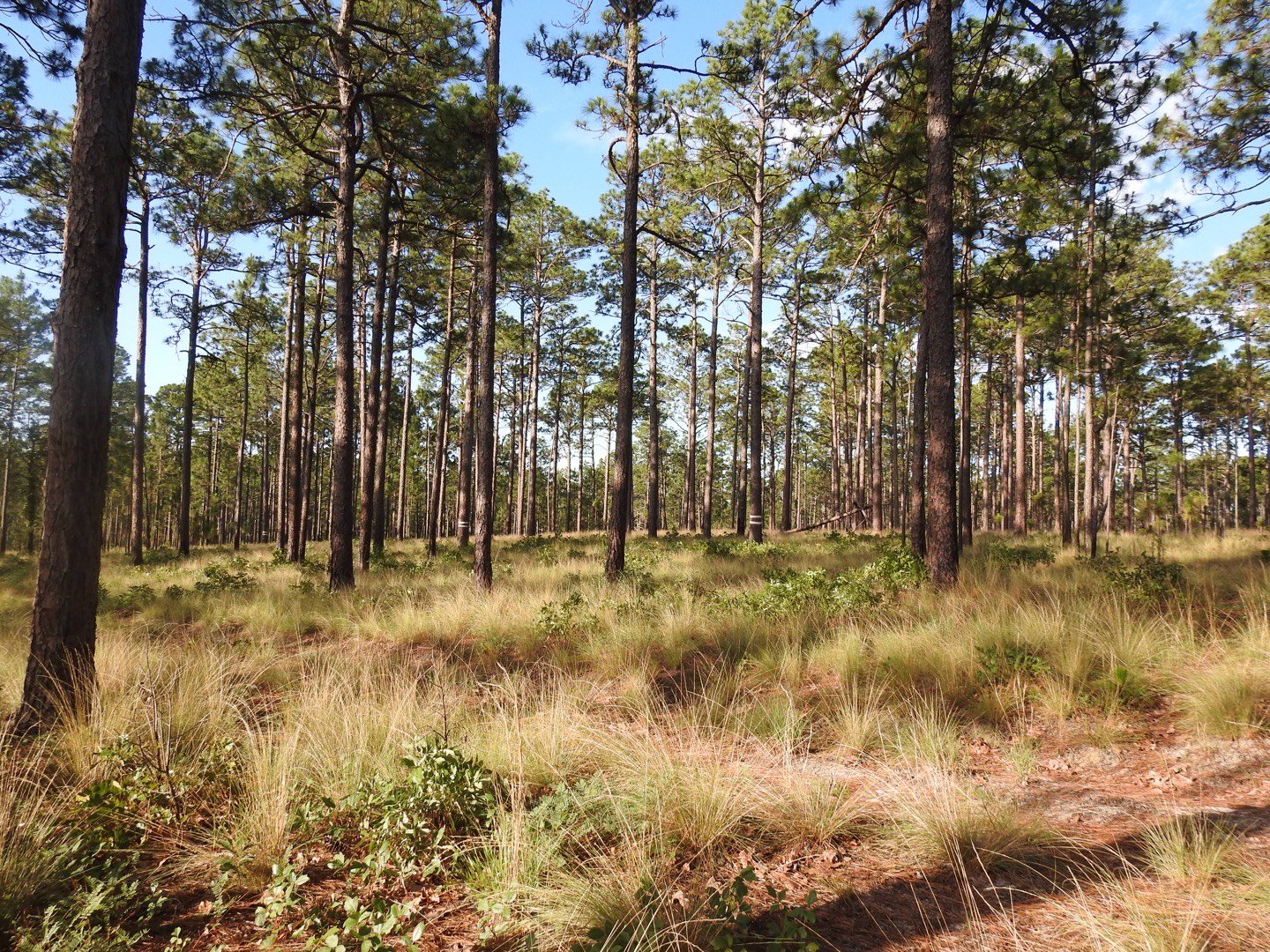 longleafpineforest.jpeg