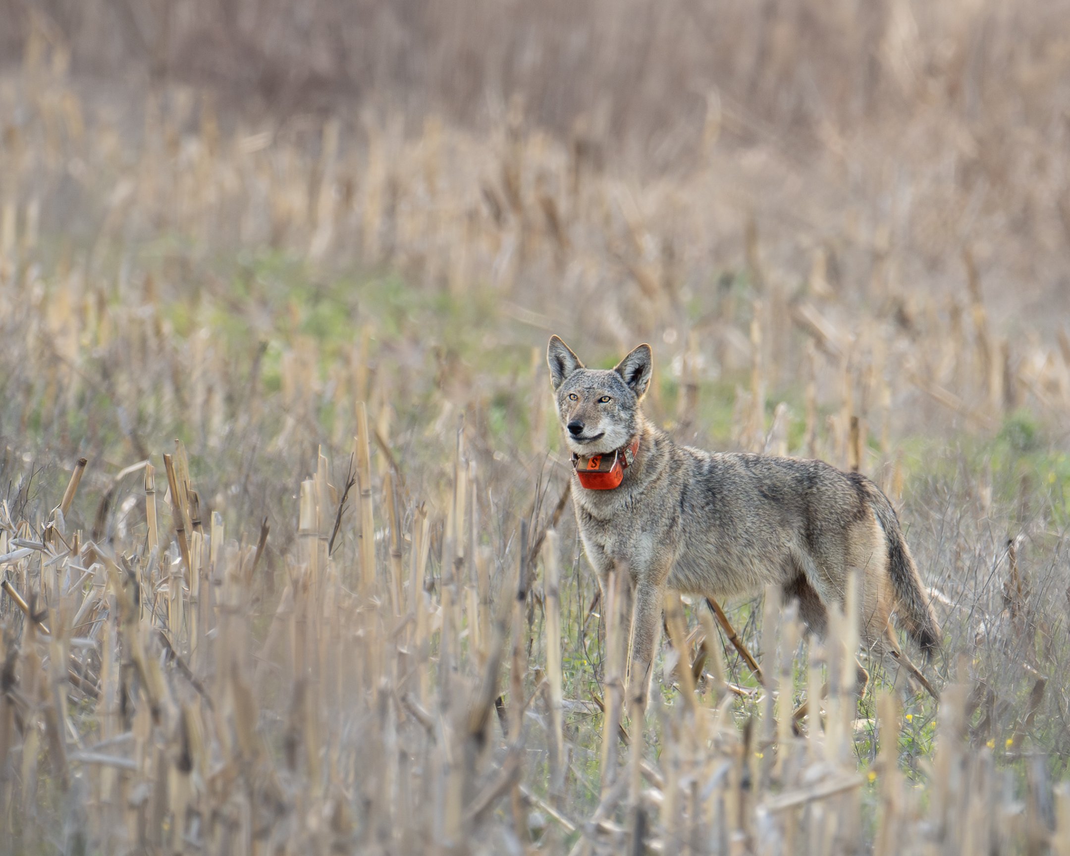 The Red Wolf Coalition Announces Red Wolf Specialty License Plate Interest Initiative!
