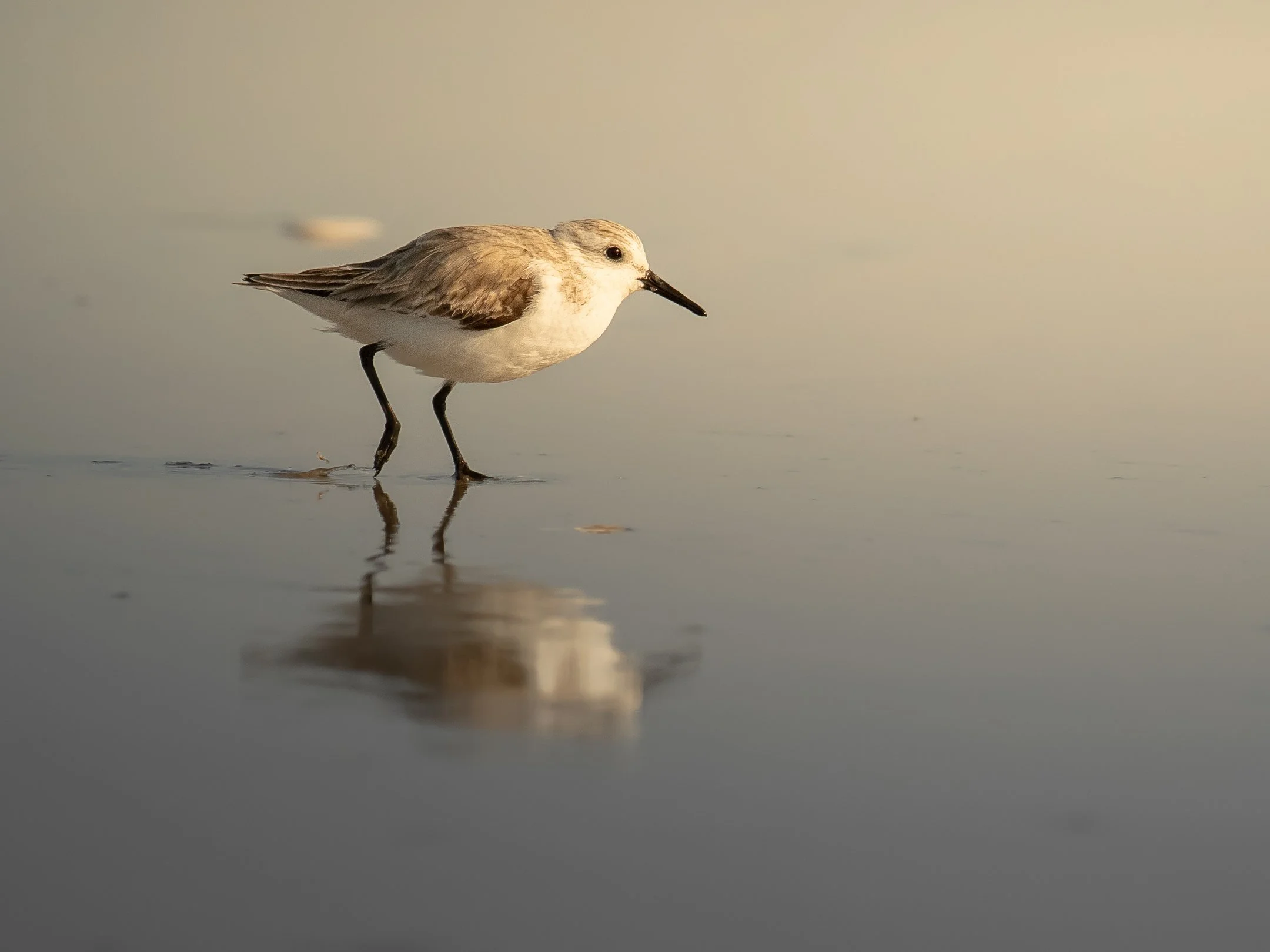 sanderling (1 of 1).jpg