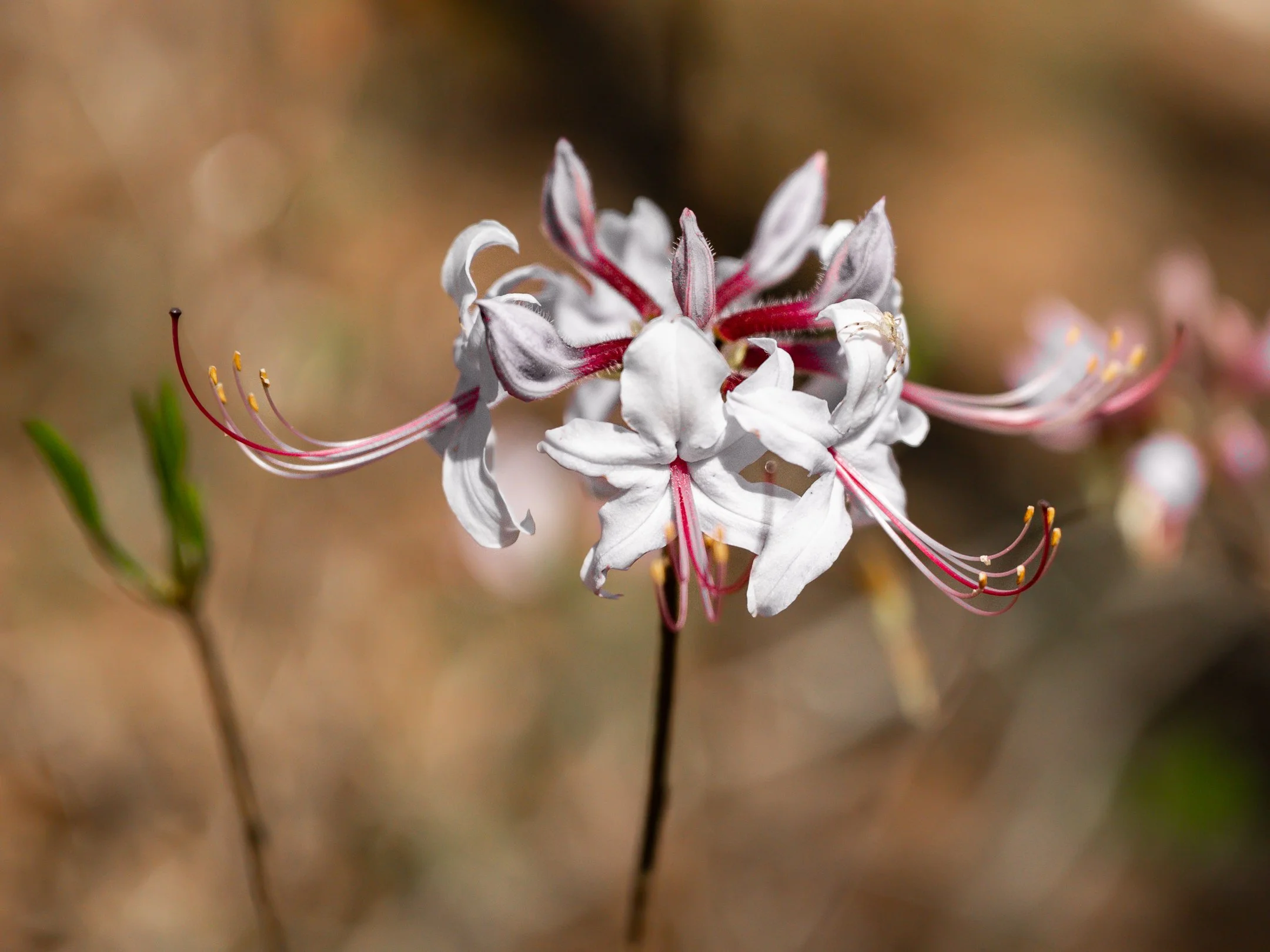 segment16_04 (1 of 1).jpg