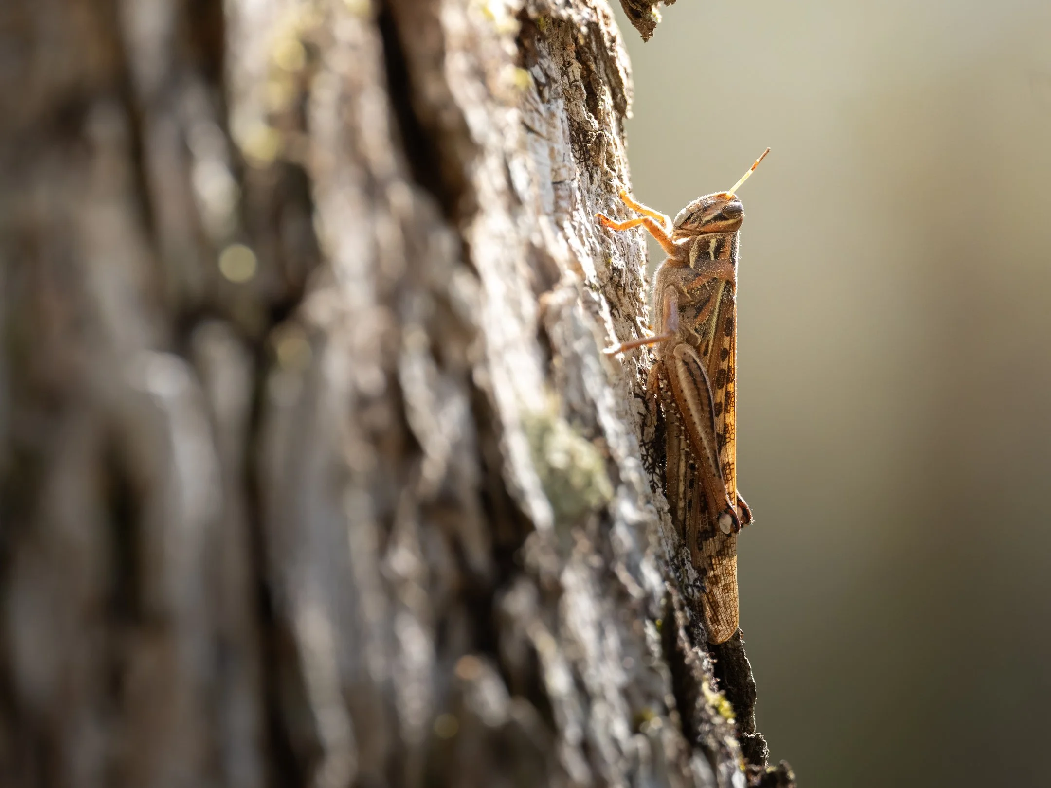 segment16_05 (1 of 1).jpg