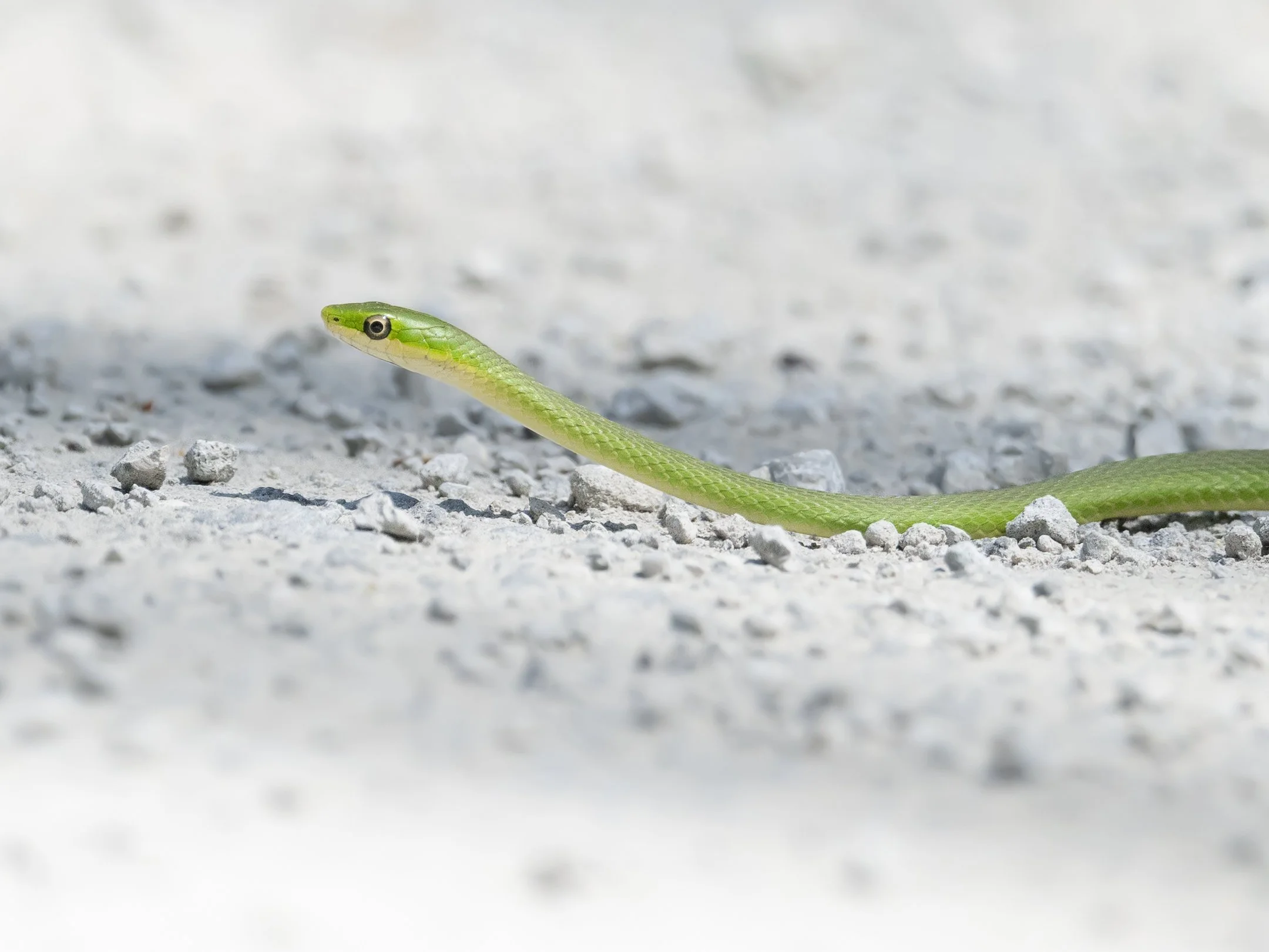 segment16_07 (1 of 1).jpg