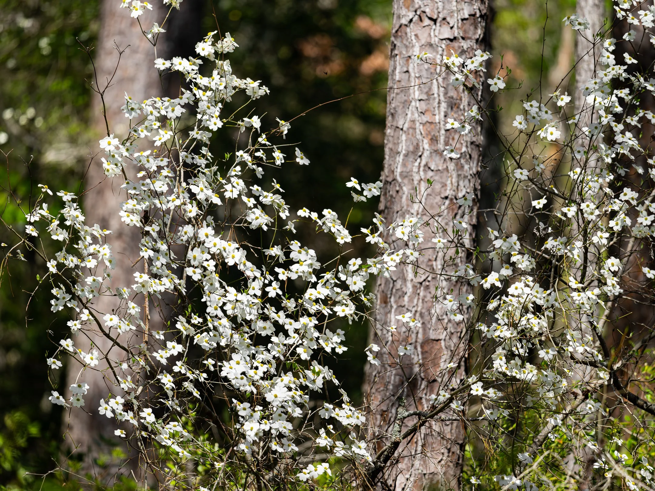 segment16_06 (1 of 1).jpg