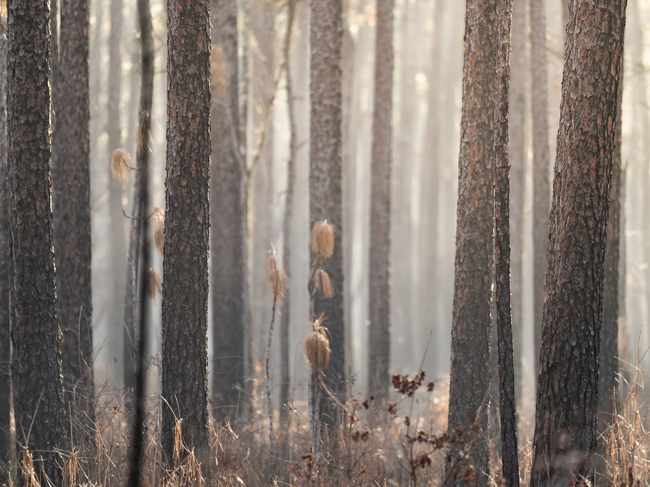 segment16_10 (1 of 1).jpg