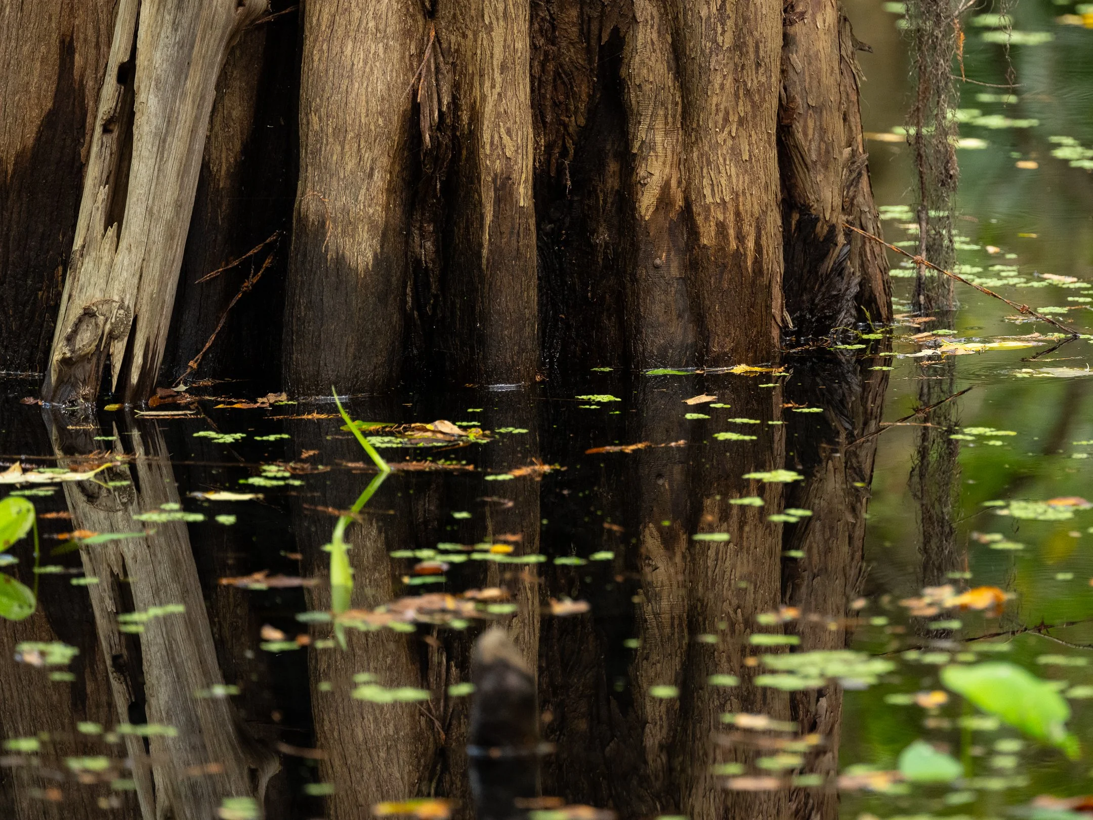 segment16_111 (1 of 1).jpg