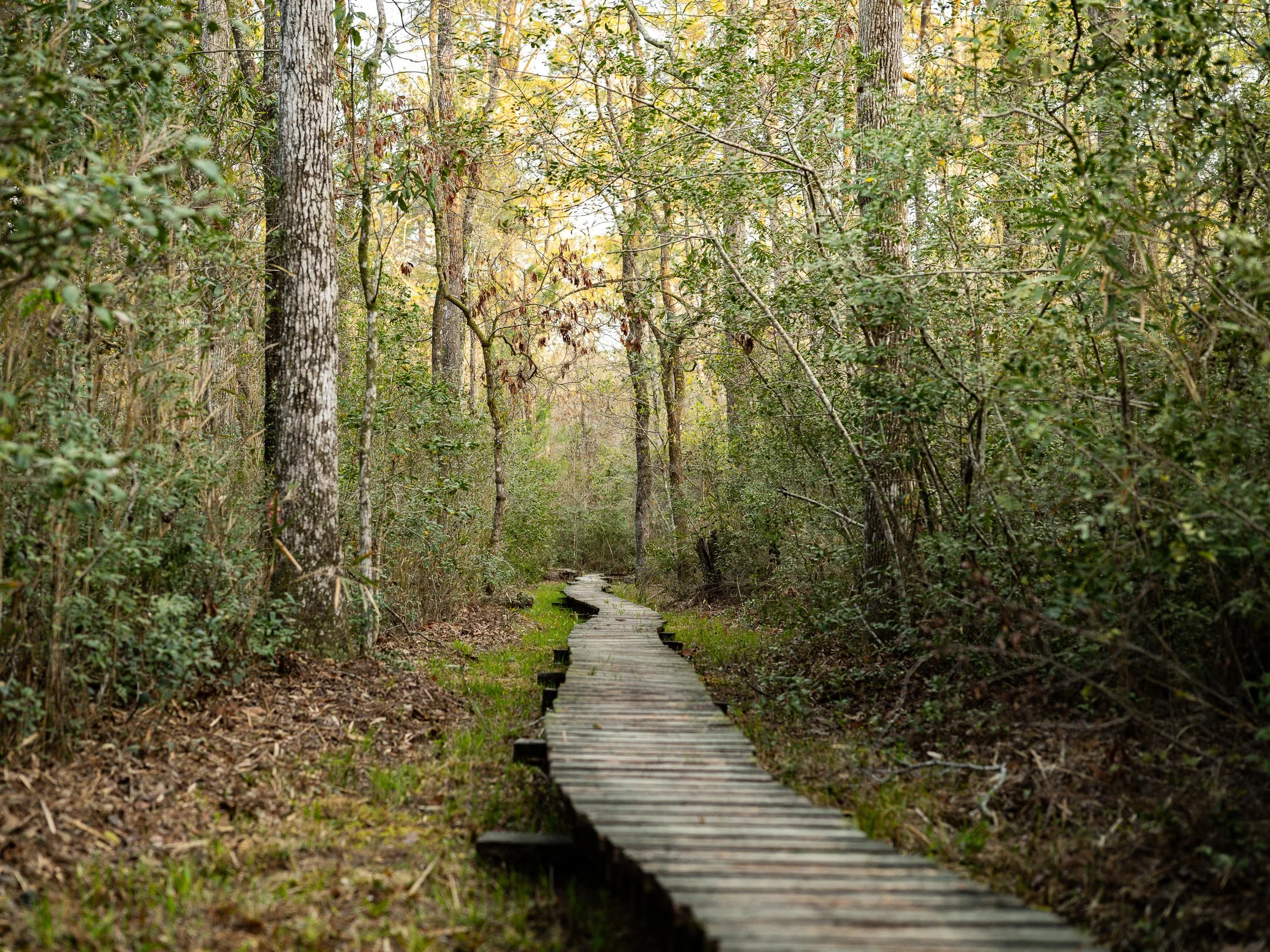 Trek for Connectivity: Segment 16 ~ The Croatan National Forest