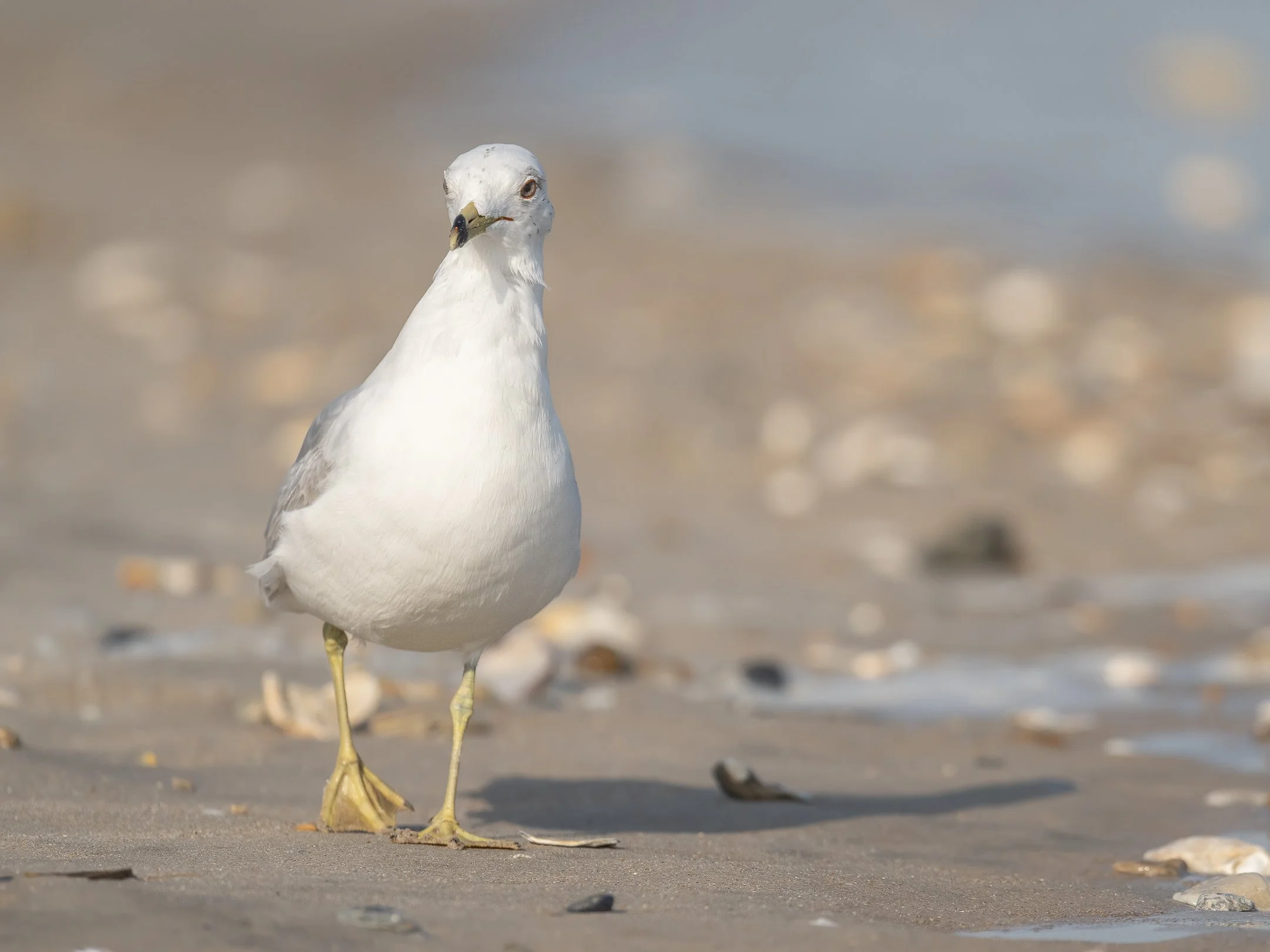 ring-billedgull (1 of 1).jpg