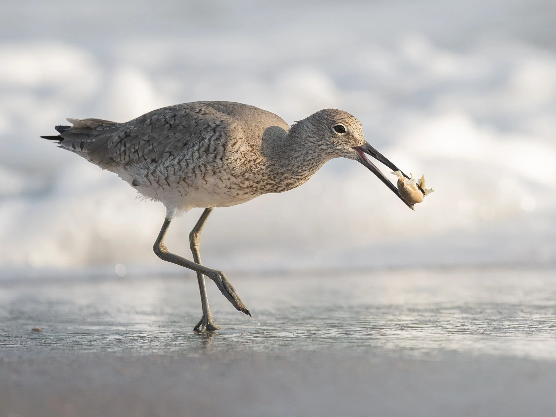 willet (1 of 1) - Copy.jpg