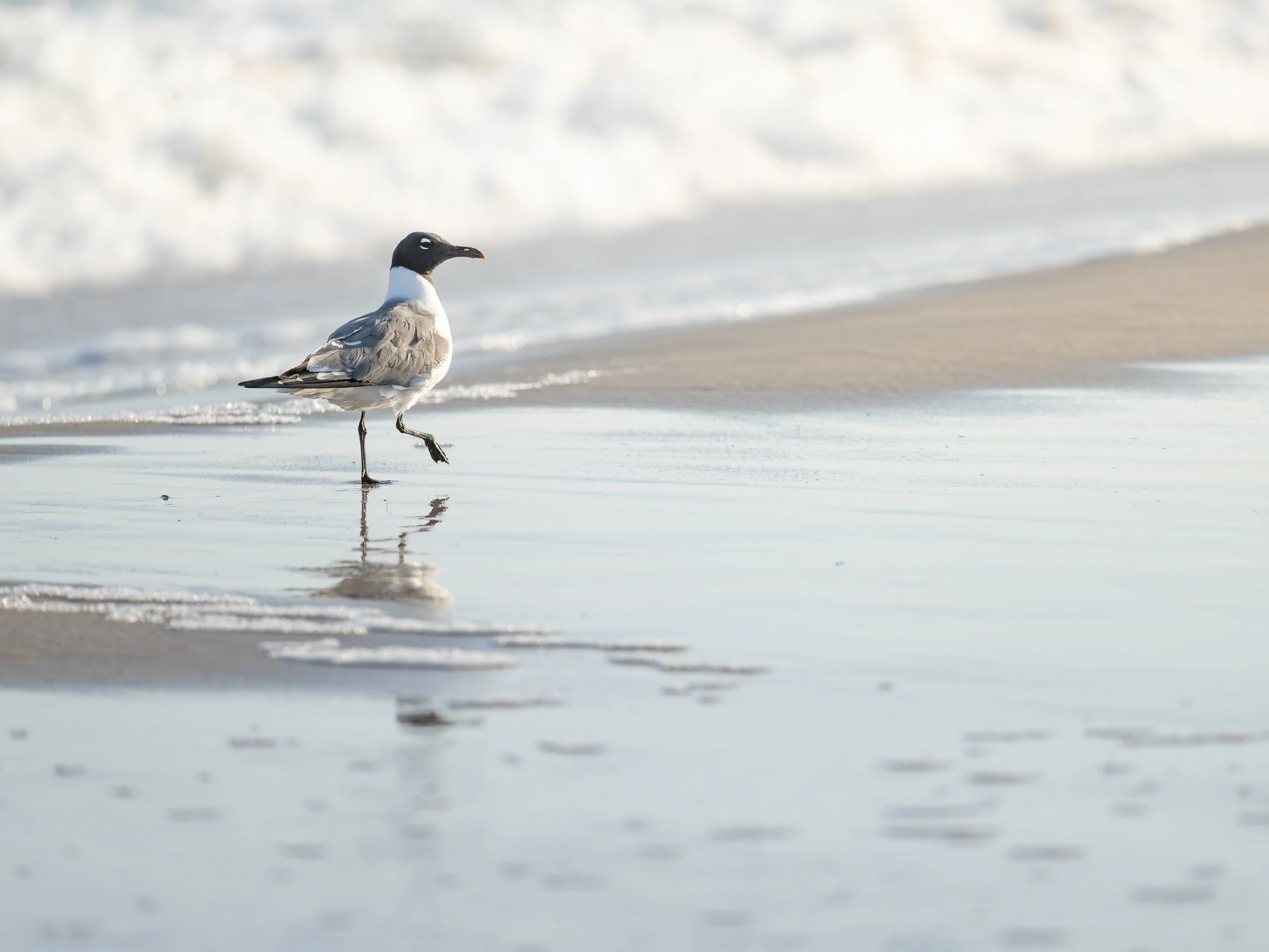 LaughingGull (1 of 1) - Copy - Copy.jpg