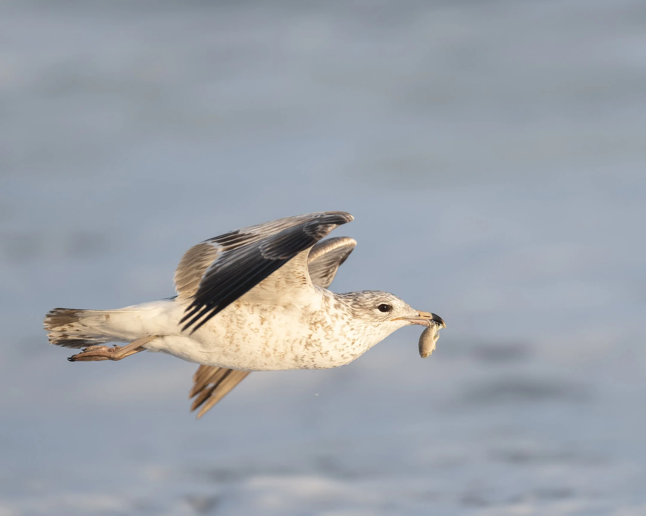 ringbilledgull2 (1 of 1).jpg