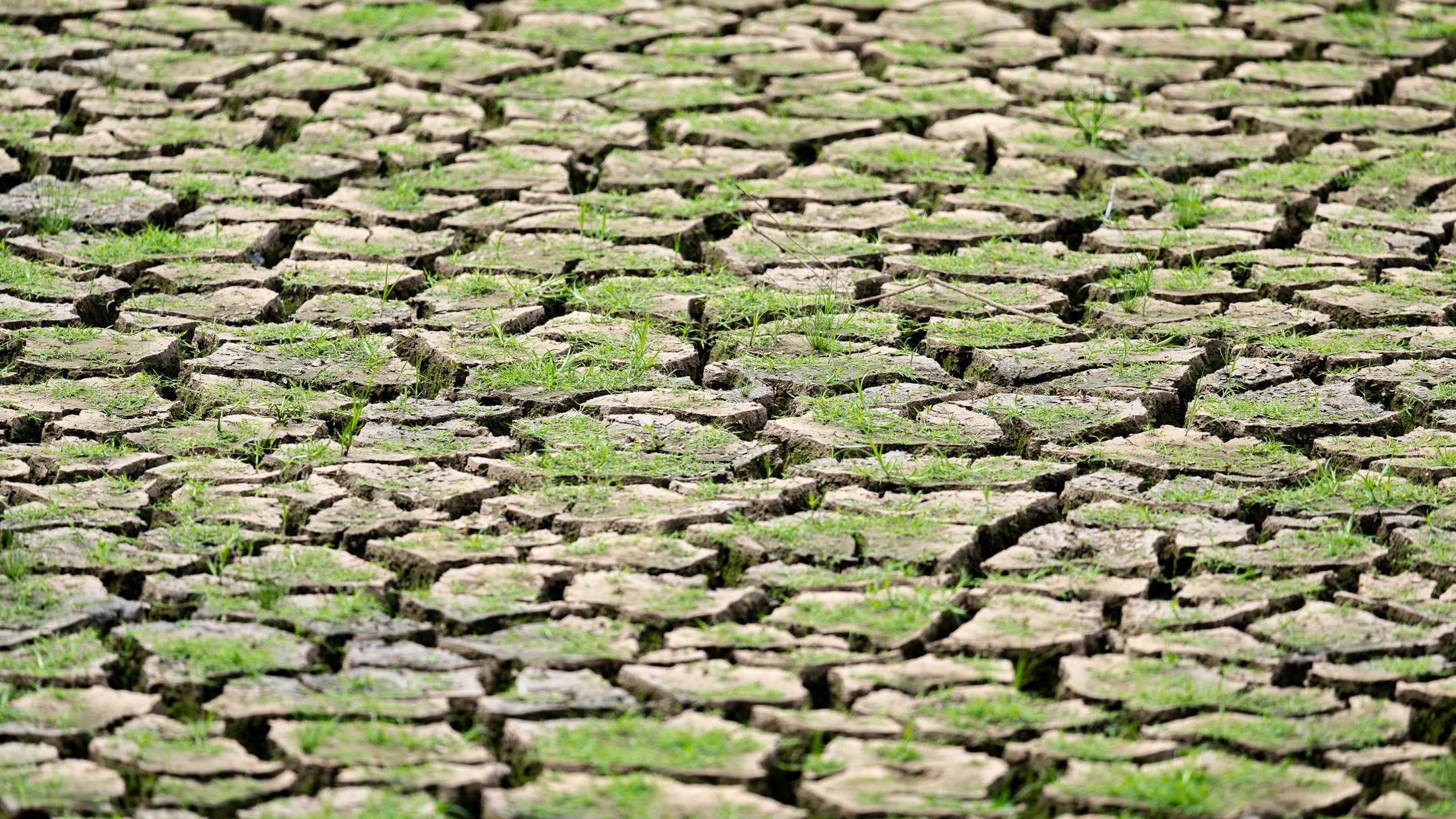drought (1 of 1).jpg