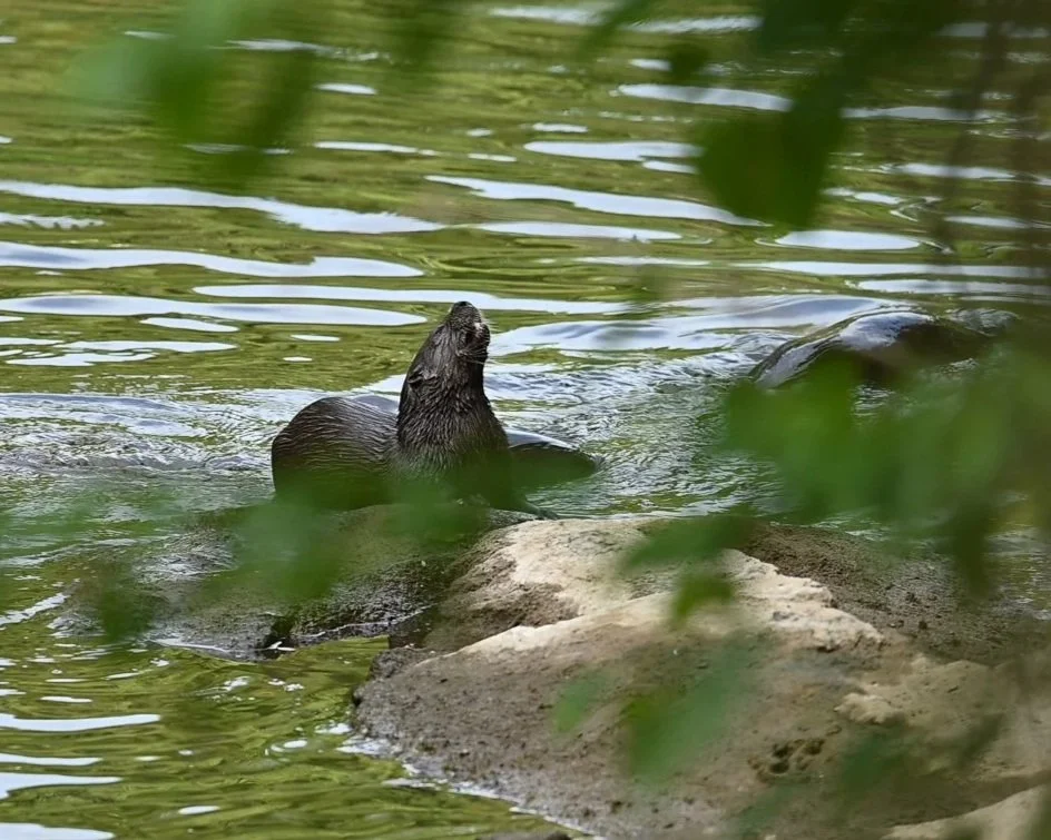 otter+%282+of+2%29.jpg