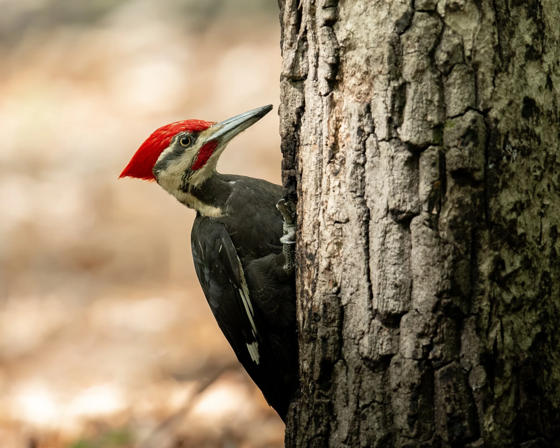 woodpecker (1 of 1).jpg