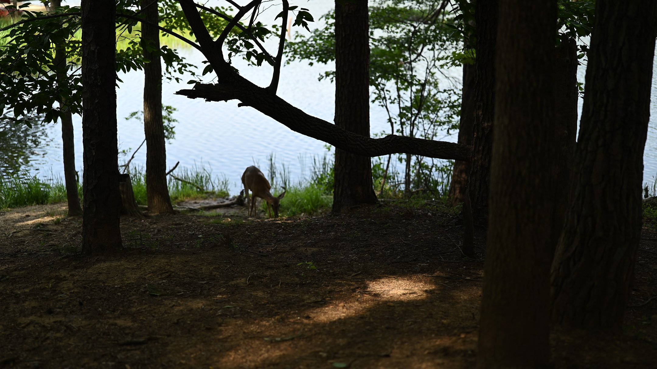 deerlake (2 of 2).jpg