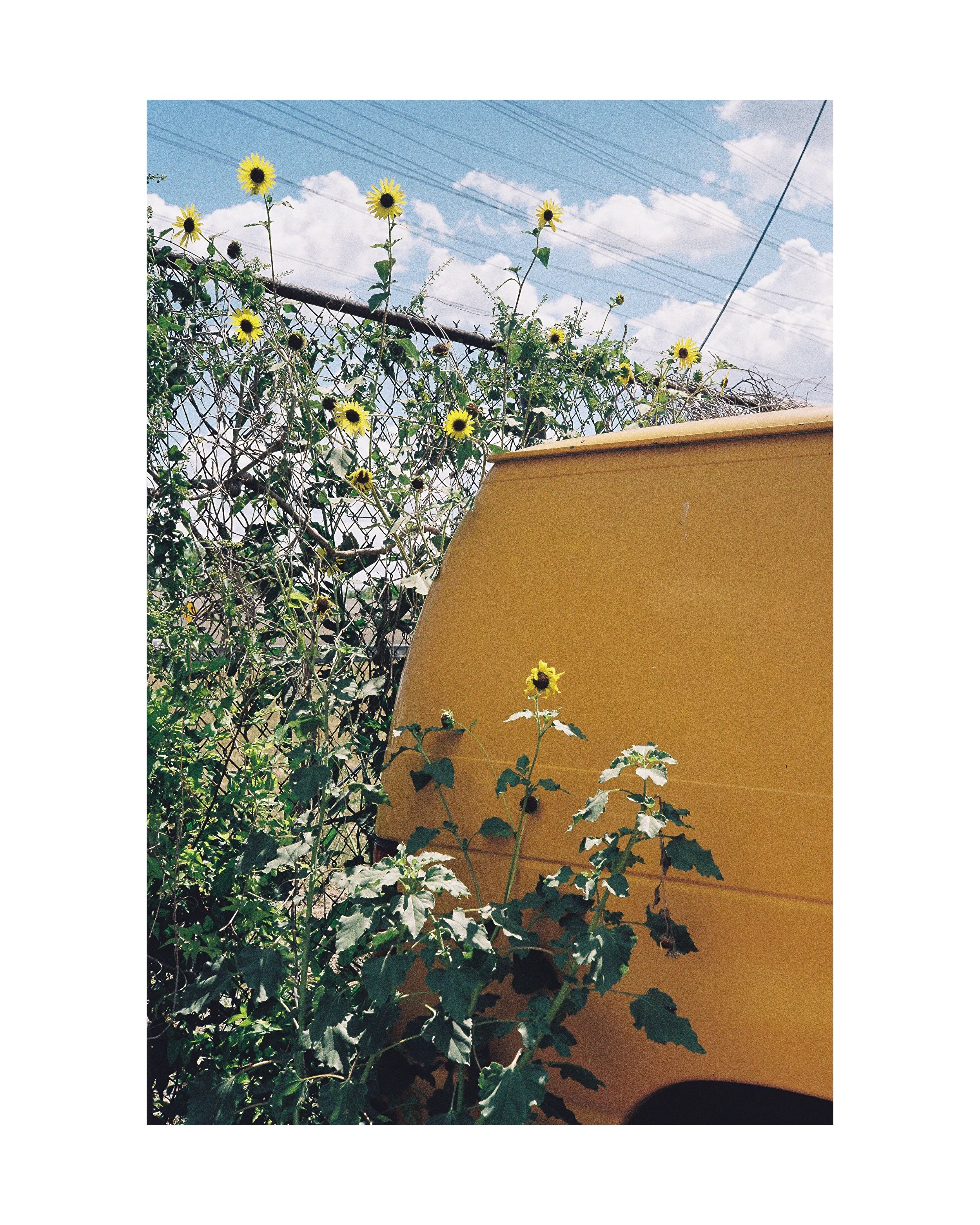 Sunflower