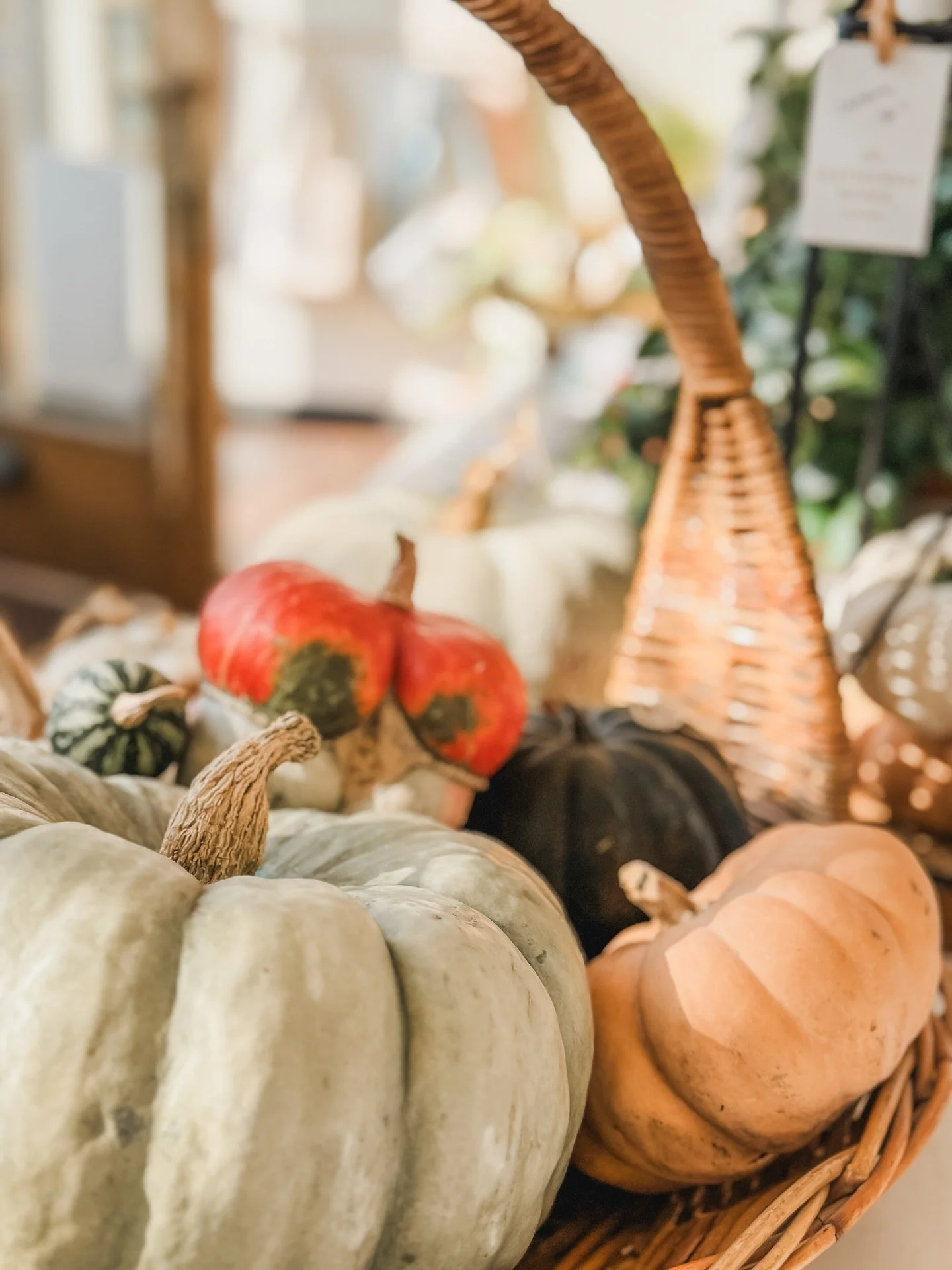 Happy October, friends! Heirloom pumpkins in all their cozy colors. Swing in this week and bring a little autumn home with you!