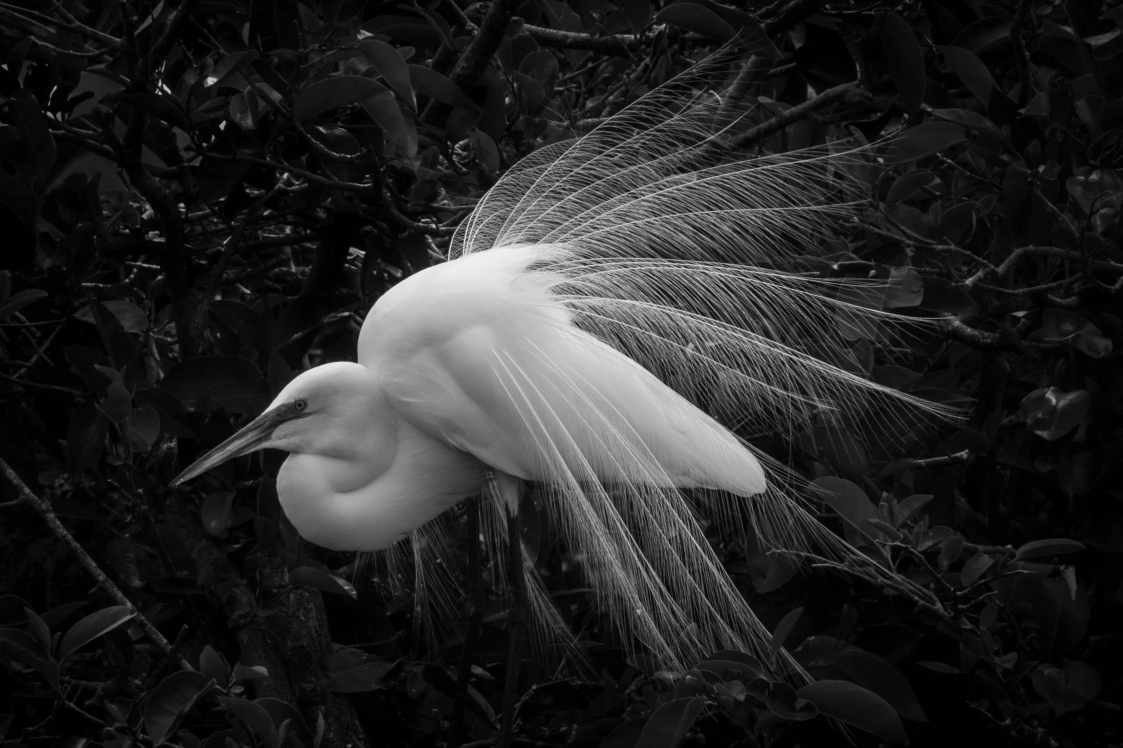 great.egret2.jpg
