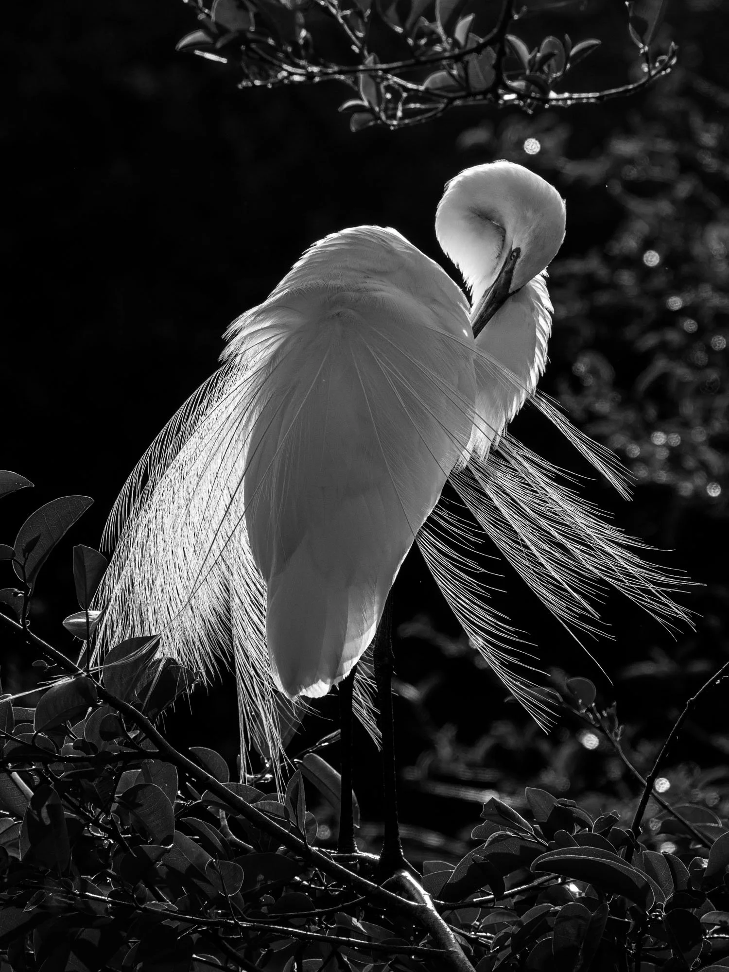 great.egret3.jpg