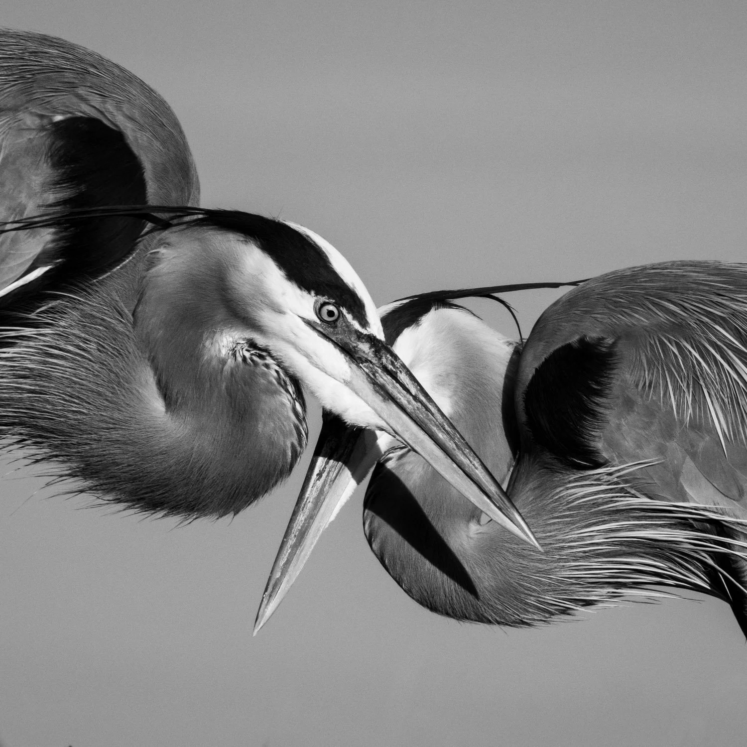 heron.heads.jpg