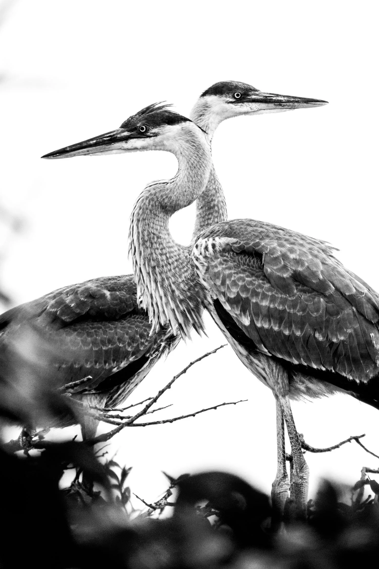 heron.juvenilles.jpg