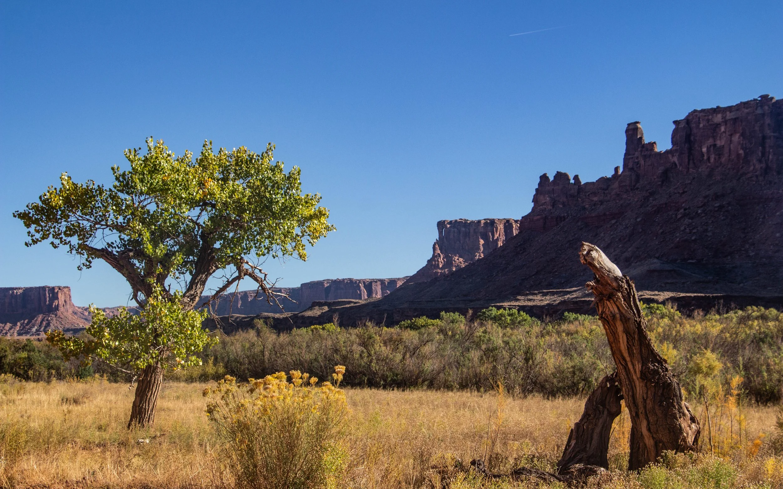 Trees and rocks on the Green River / North of Canyonlands NP