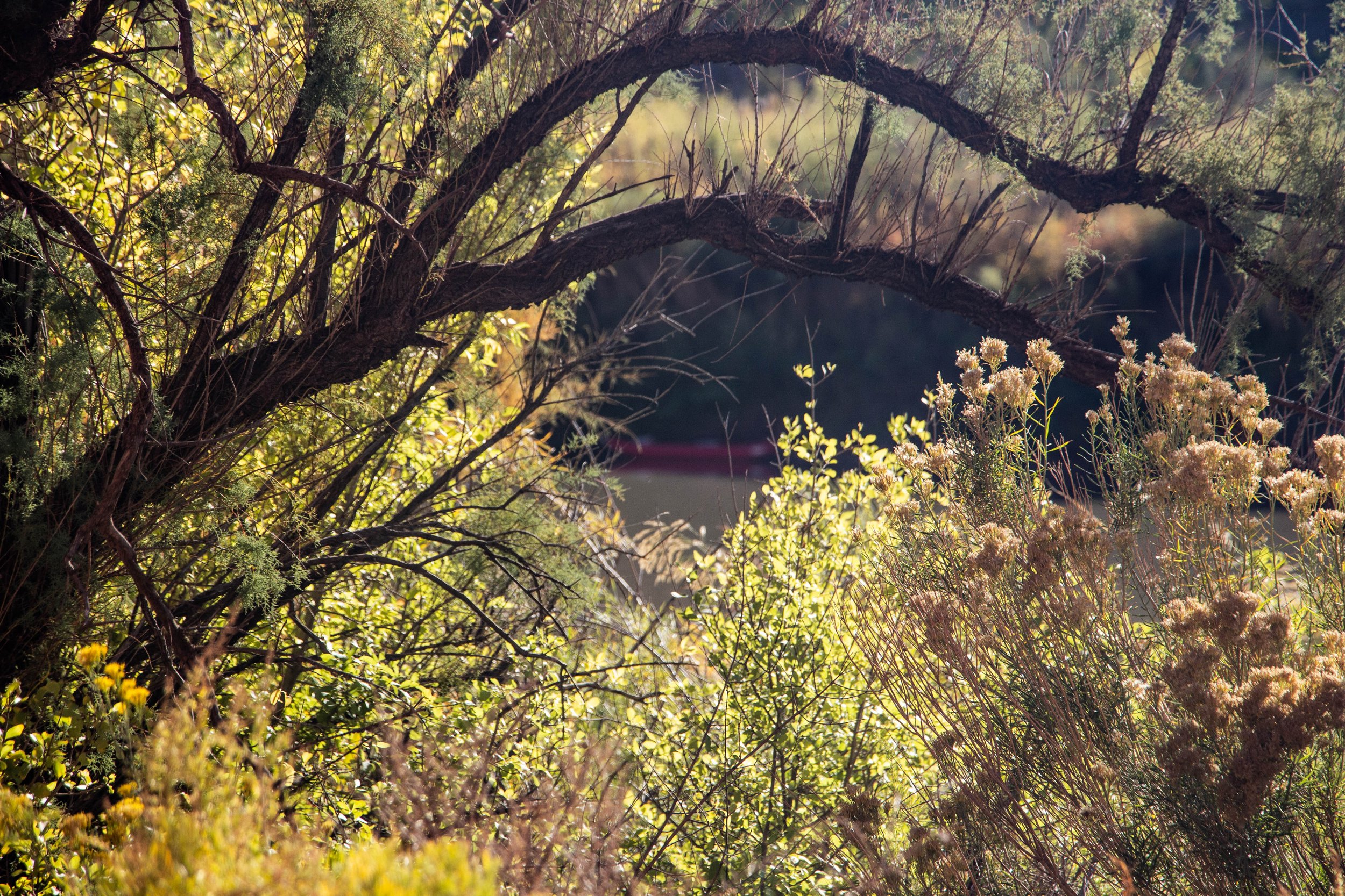 Portal to the Green / North of Canyonlands NP
