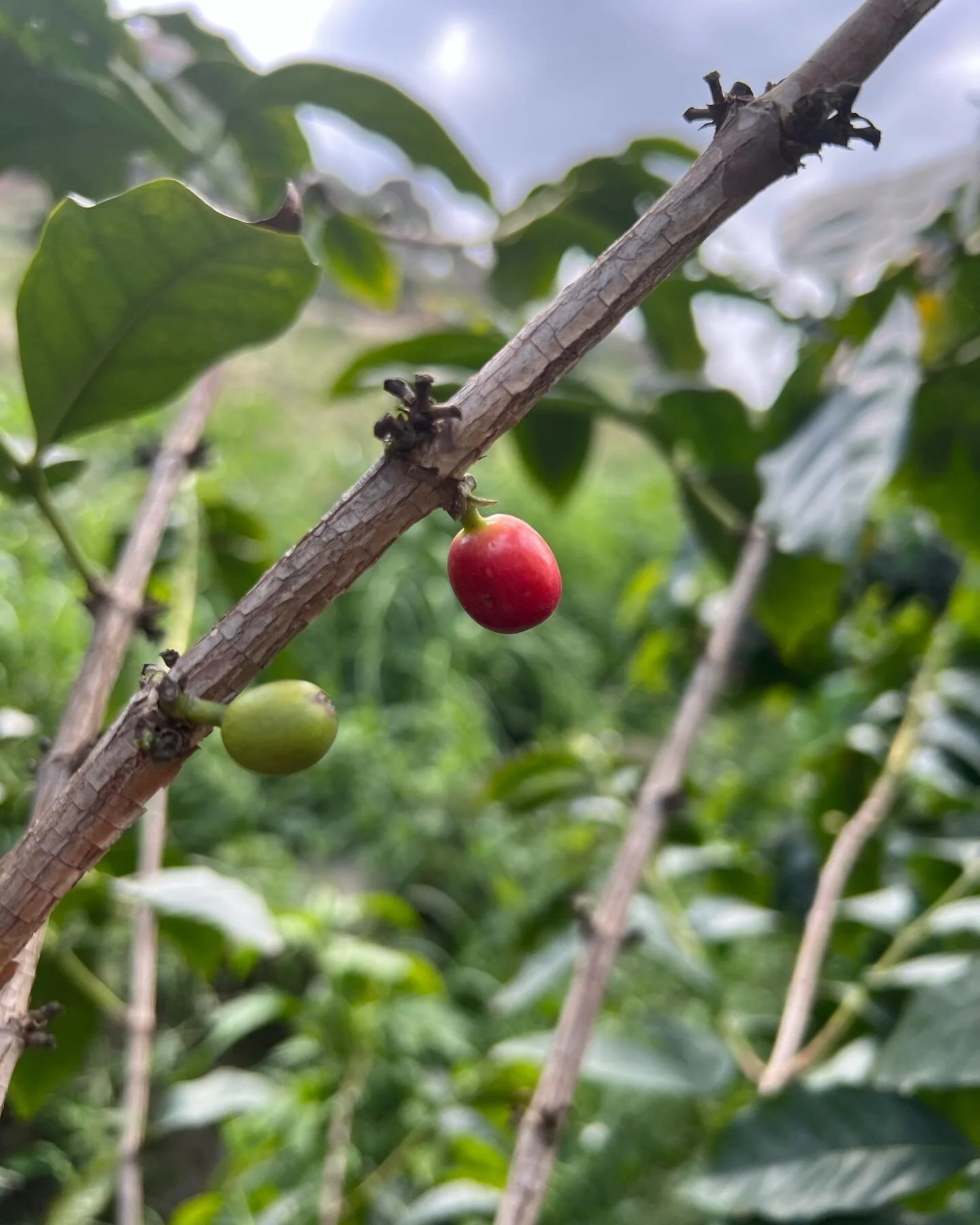 A Saudi Coffee plantation - ending my epic road trip around #SaudiArabia with a visit to a humble coffee farm in #Jizan in late April.

Even though so many of us drink #coffee, it&rsquo;s not widely known how coffee beans are grown. Small white #flow