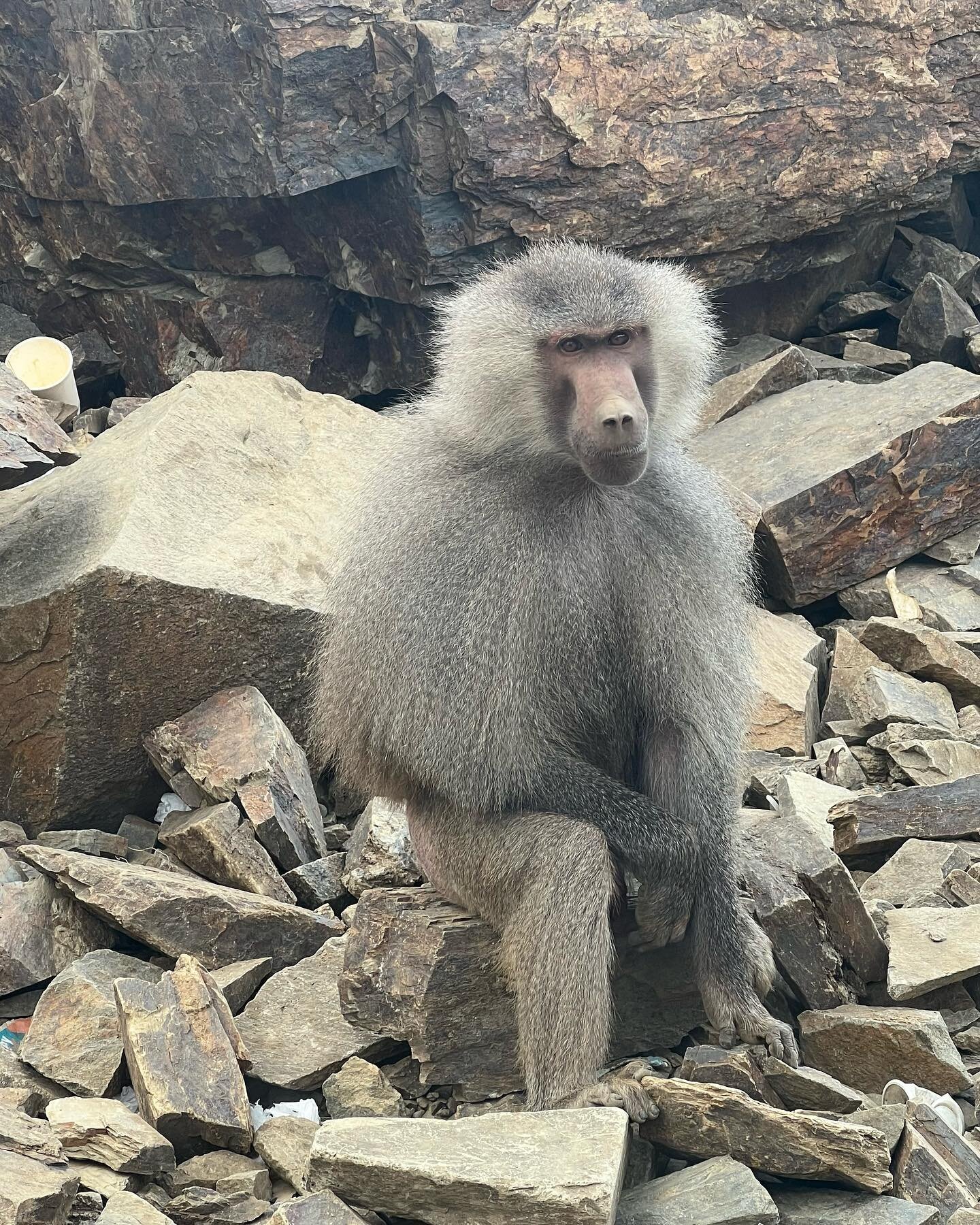 Sitting on the side of the road on my drive down a winding mountain valley from Abha to Rijal Almaa! From late April, during the final leg of my road trip around the country. #Saudi #SaudiArabia #Monkey #Baboons #Sarawat #Mountains #Wildlife #Nature 