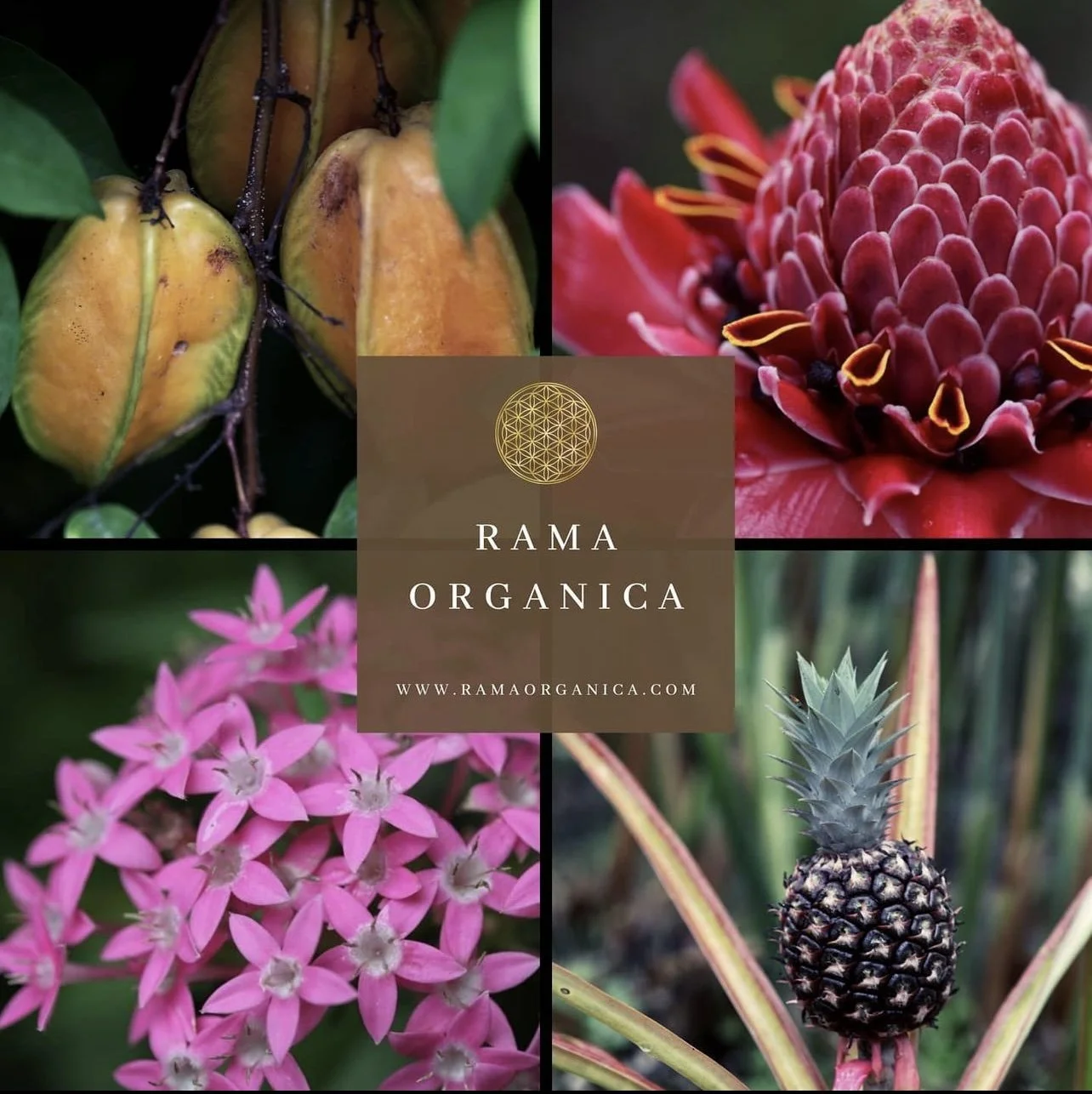 Collage of four tropical fruits and flowers: yellow starfruit, red protea flower, pink cluster flowers, and small pineapple. Center includes logo and text 'Rama Organica' and website link.