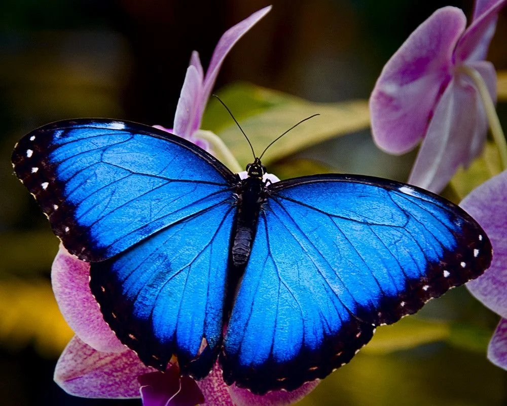 A vibrant blue butterfly with black edges rests on pink and purple flowers.