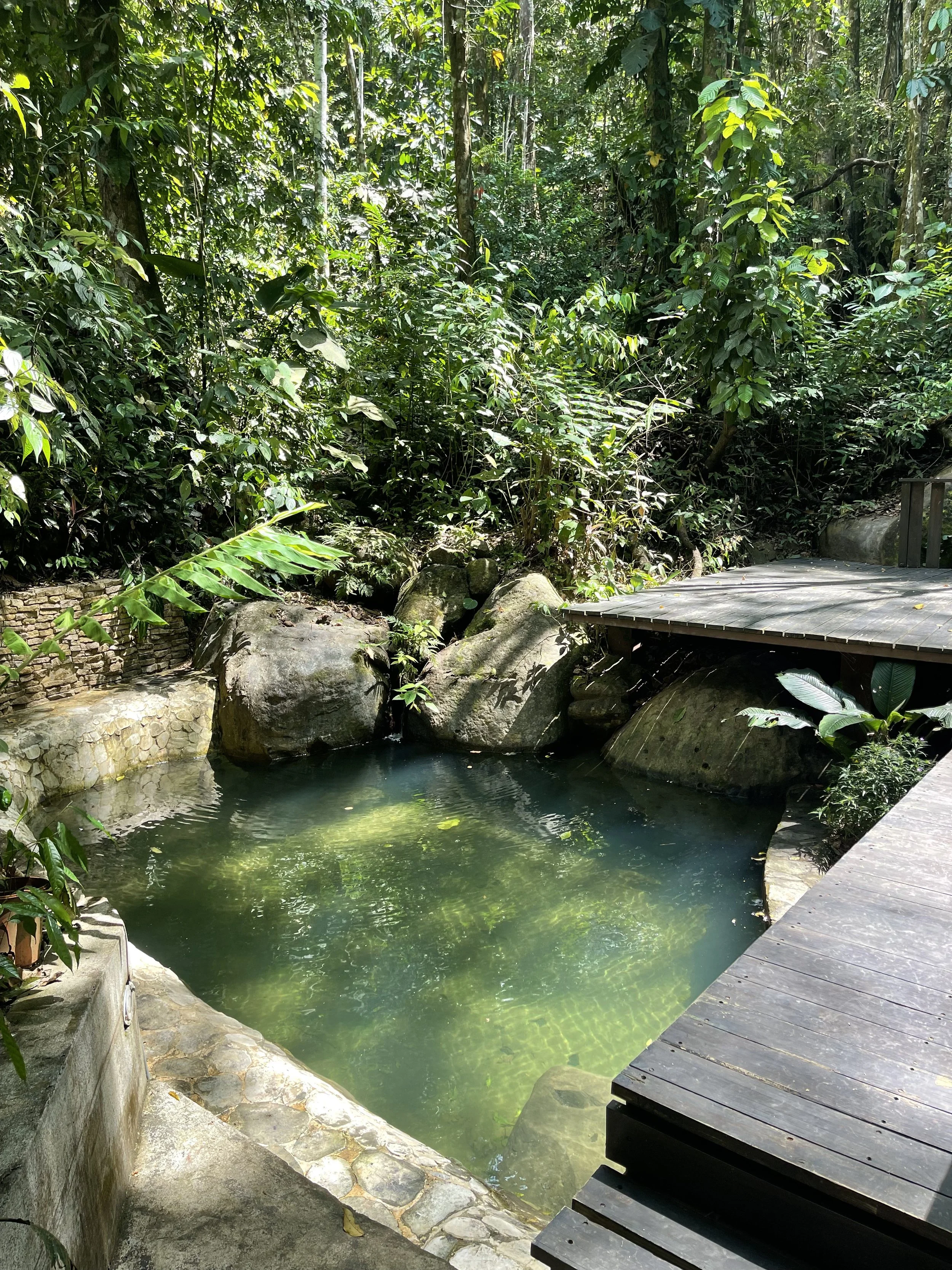 A small natural hot spring surrounded by lush green jungle with a wooden walkway on one side.