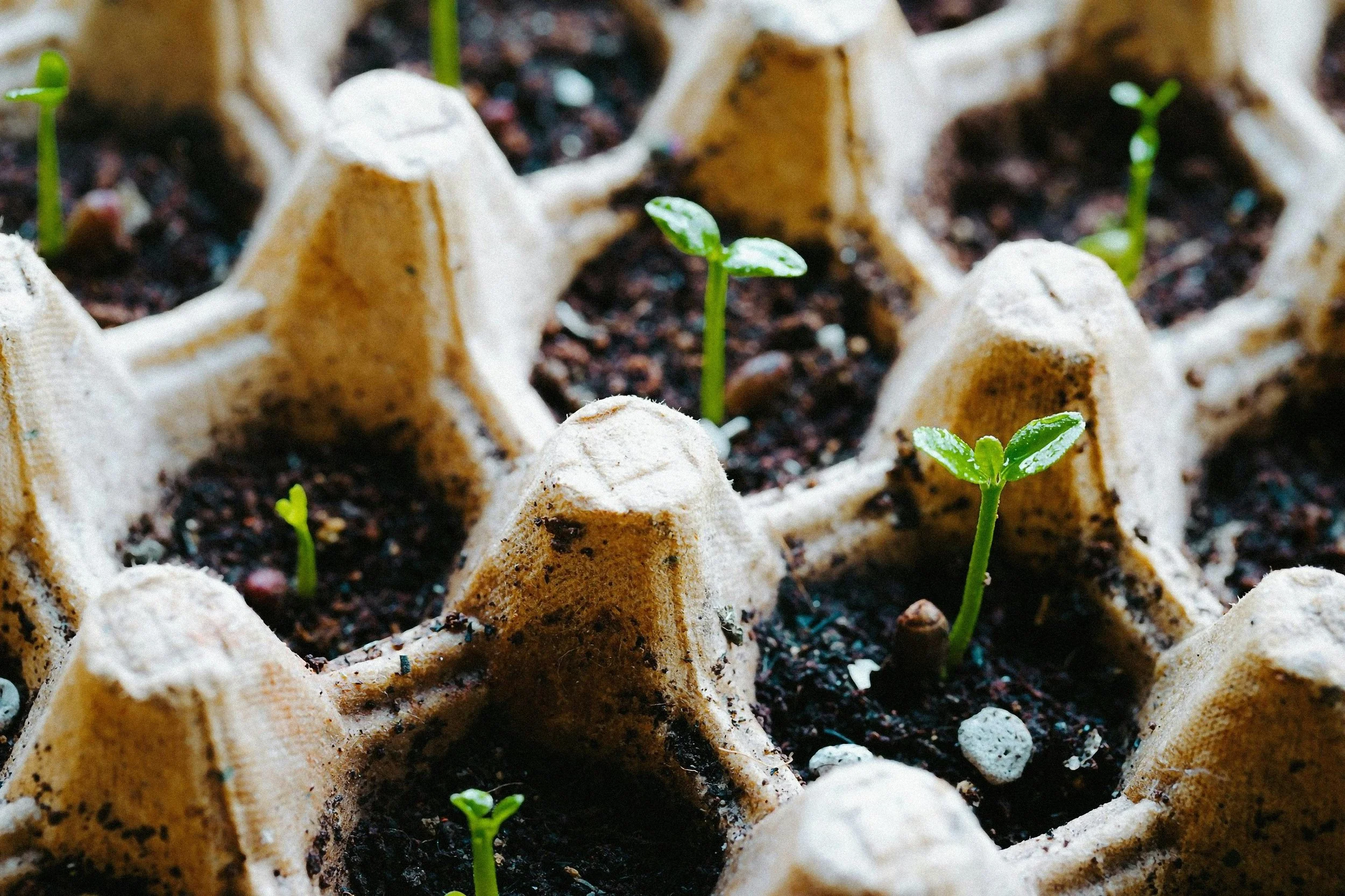 Not Every Seed Becomes a Garden