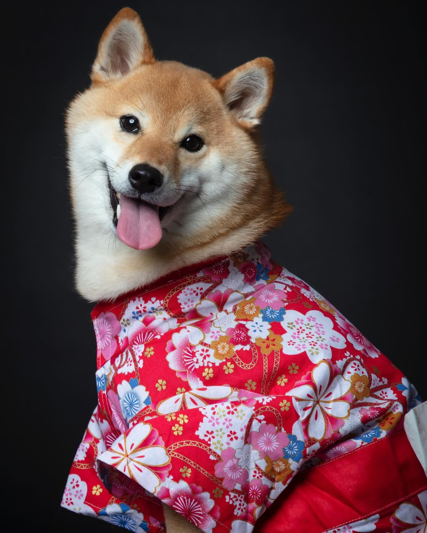 Mochi looking fabulous ❤️ 🇯🇵 @sarasmochi #irvine #irvinedogs #orangecounty #ocdogs #dog #dogsofinstagram #dogoftheday #dogsofhollywood #petlovers #petphotography #pawsweetpaw @pawsweetpaw