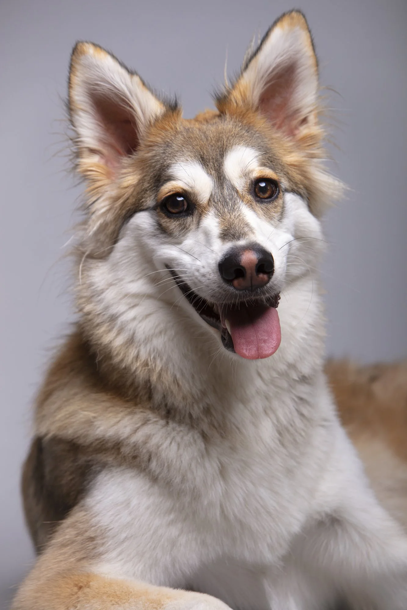 Dog-portrait-photography-orange-county 