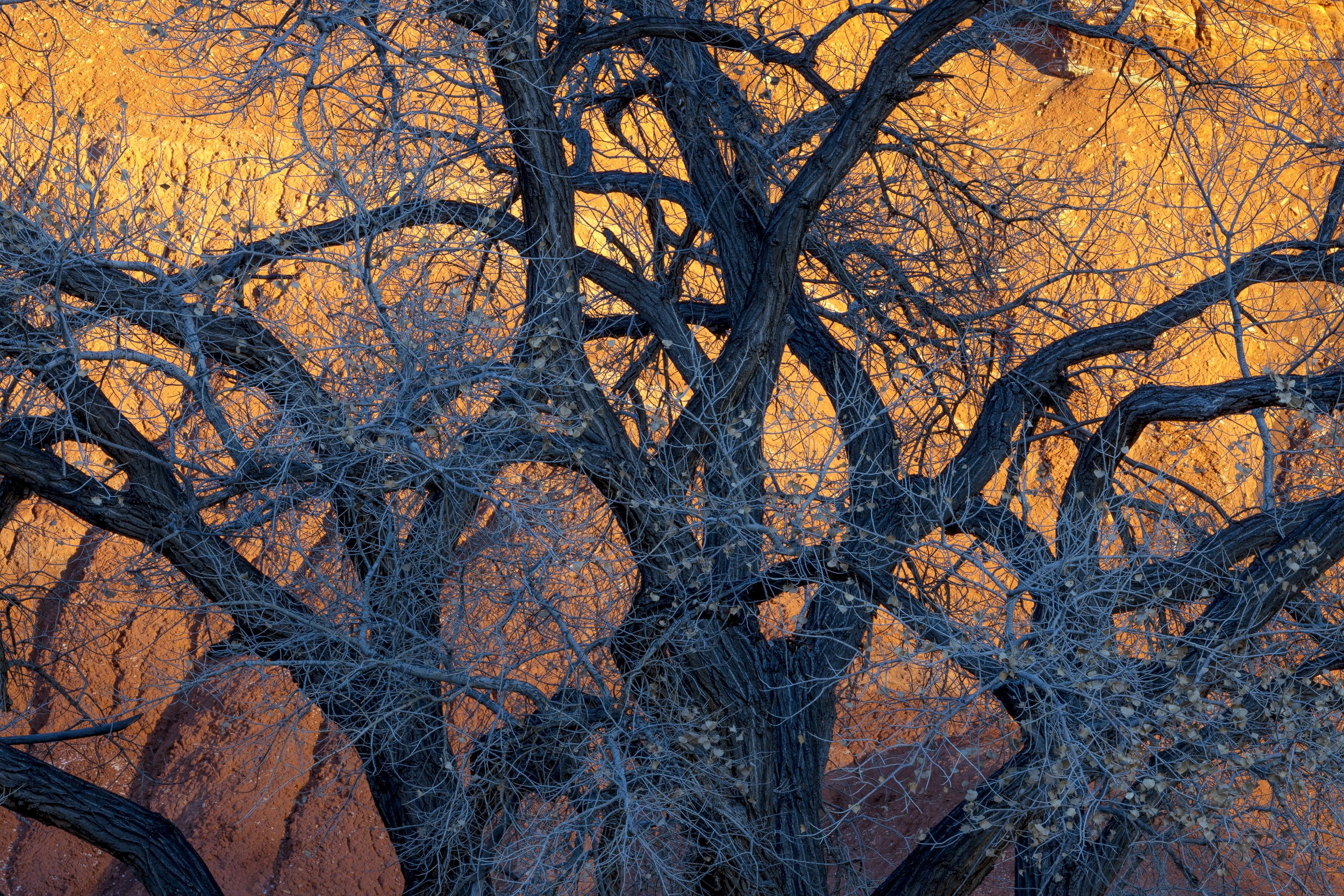 Entanglement
Capitol Reef, UT 2025
