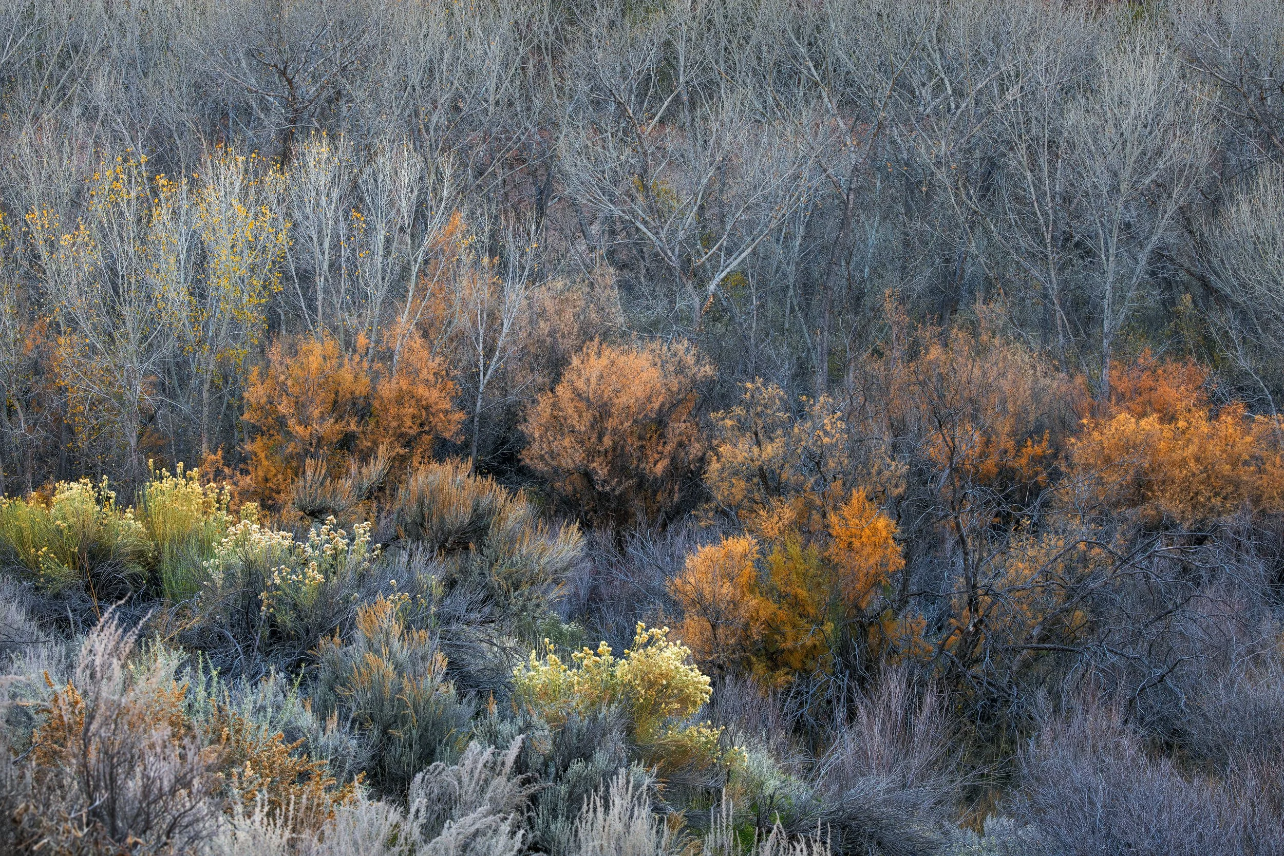 Fire Watchers
Escalante, UT 2025
