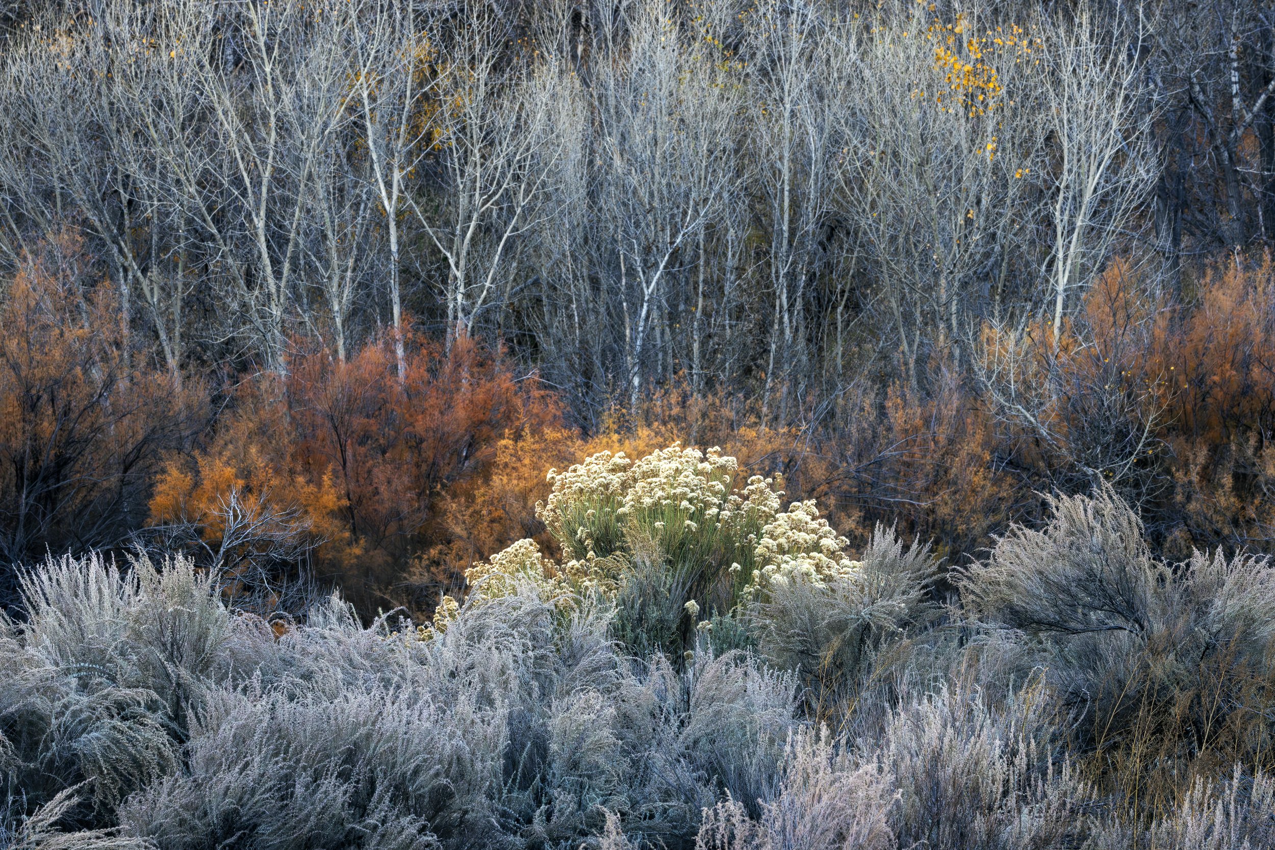 Cottontail
Escalante, UT 2025
