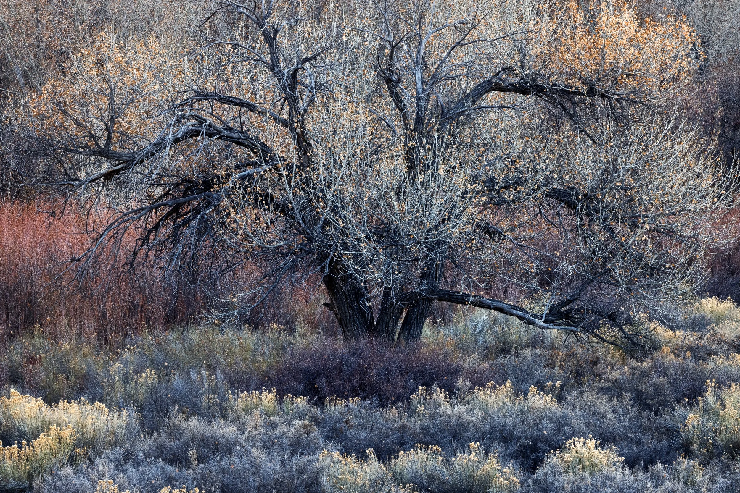 Winter Garden
Capitol Reef, UT 2025