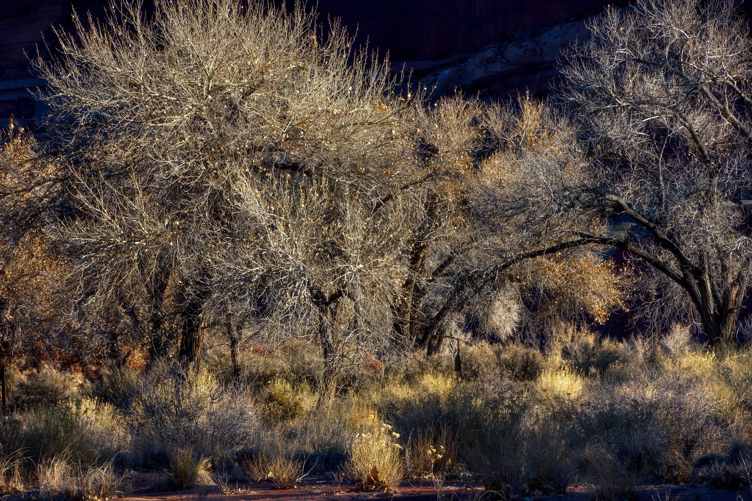 Silver and Gold
Capitol Reef, UT 2025