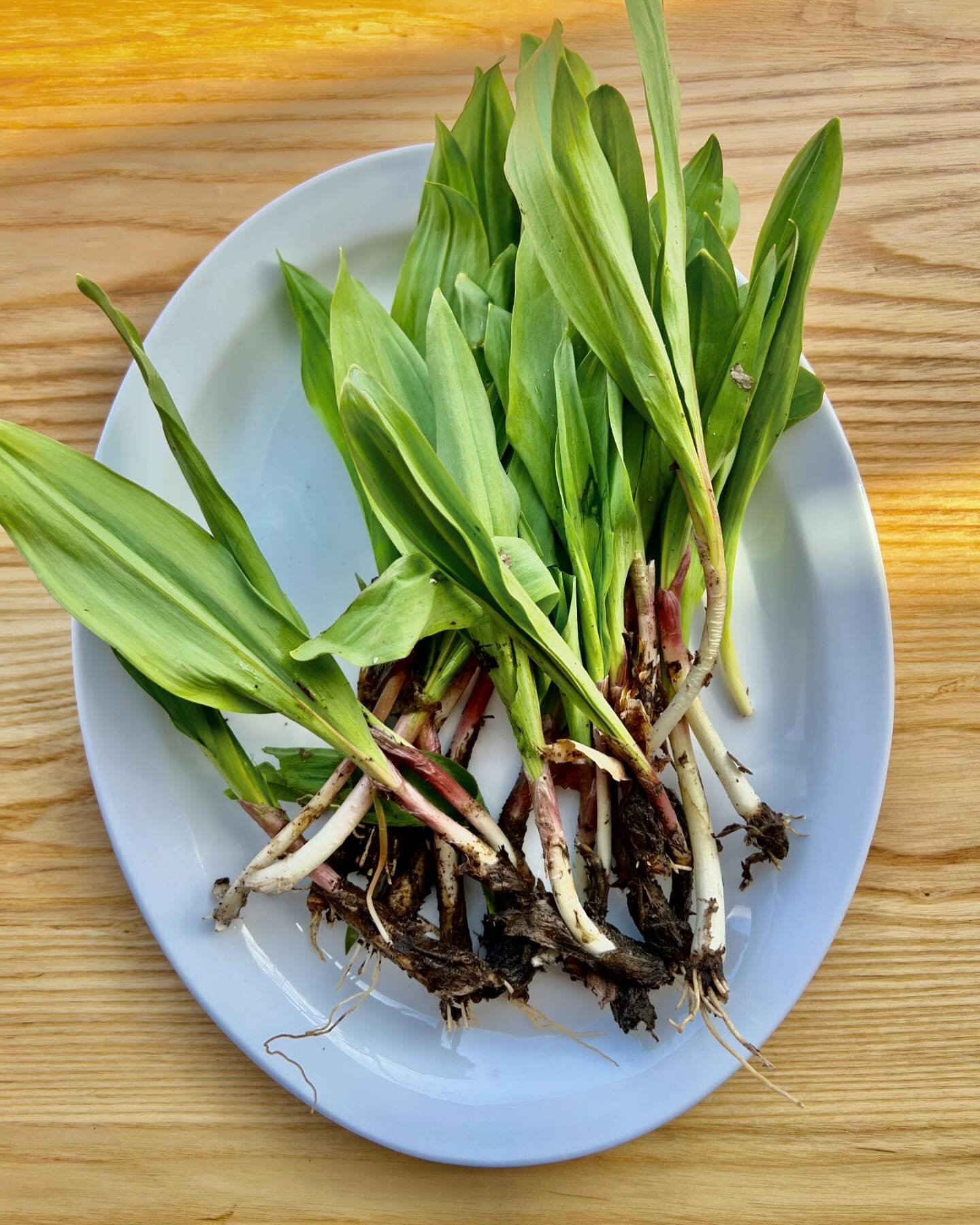 Wild Ontario Leeks!

No idea what Brett&rsquo;s going to do with them but I&rsquo;m excited nonetheless.