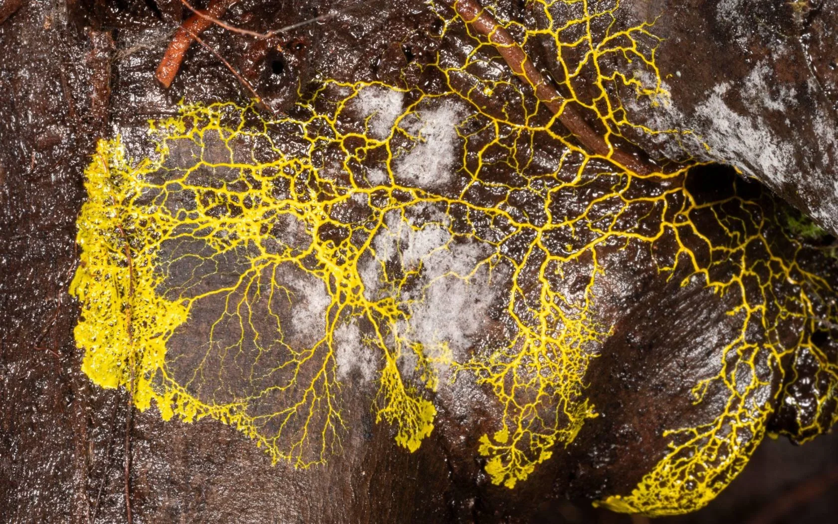 https___engelsbergideas.com_wp-content_uploads_2025_09_Slime-mould.webp