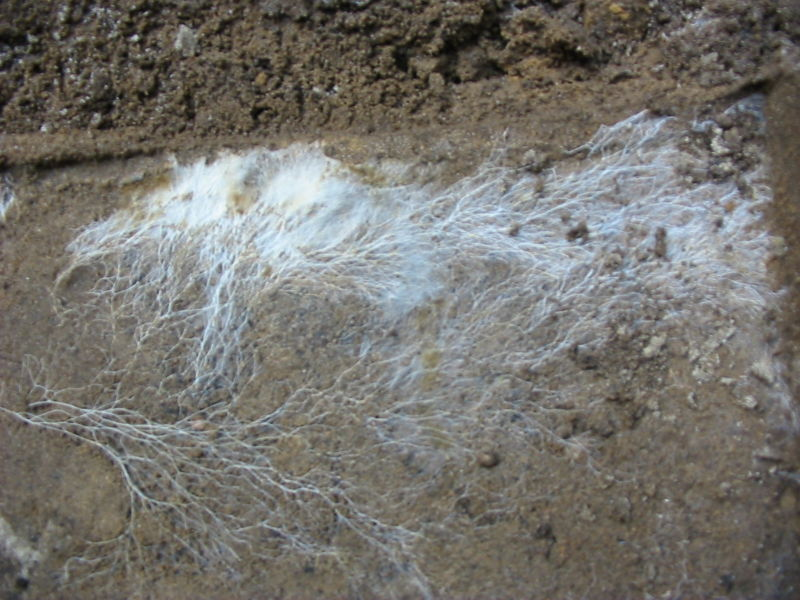 Mushroom's_roots_(mycélium) (1).png