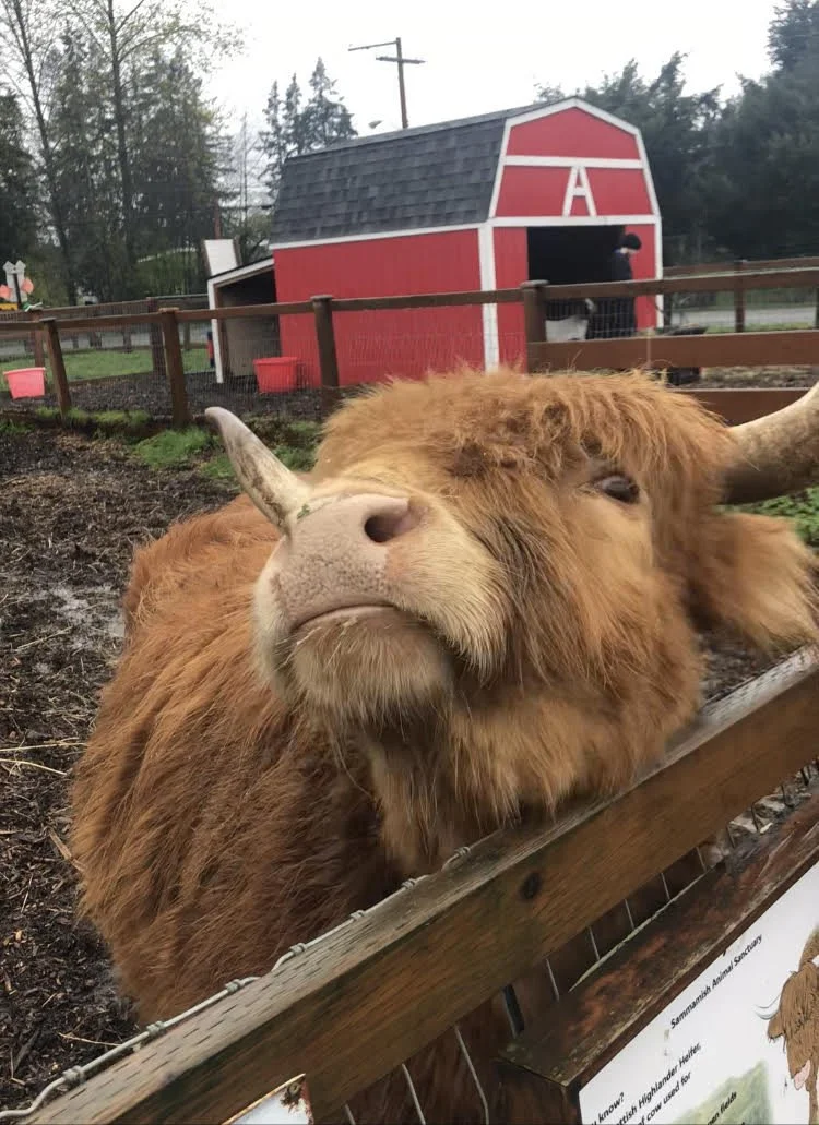 an orange highland cow named frilly with mud and a farm house in the backdrop